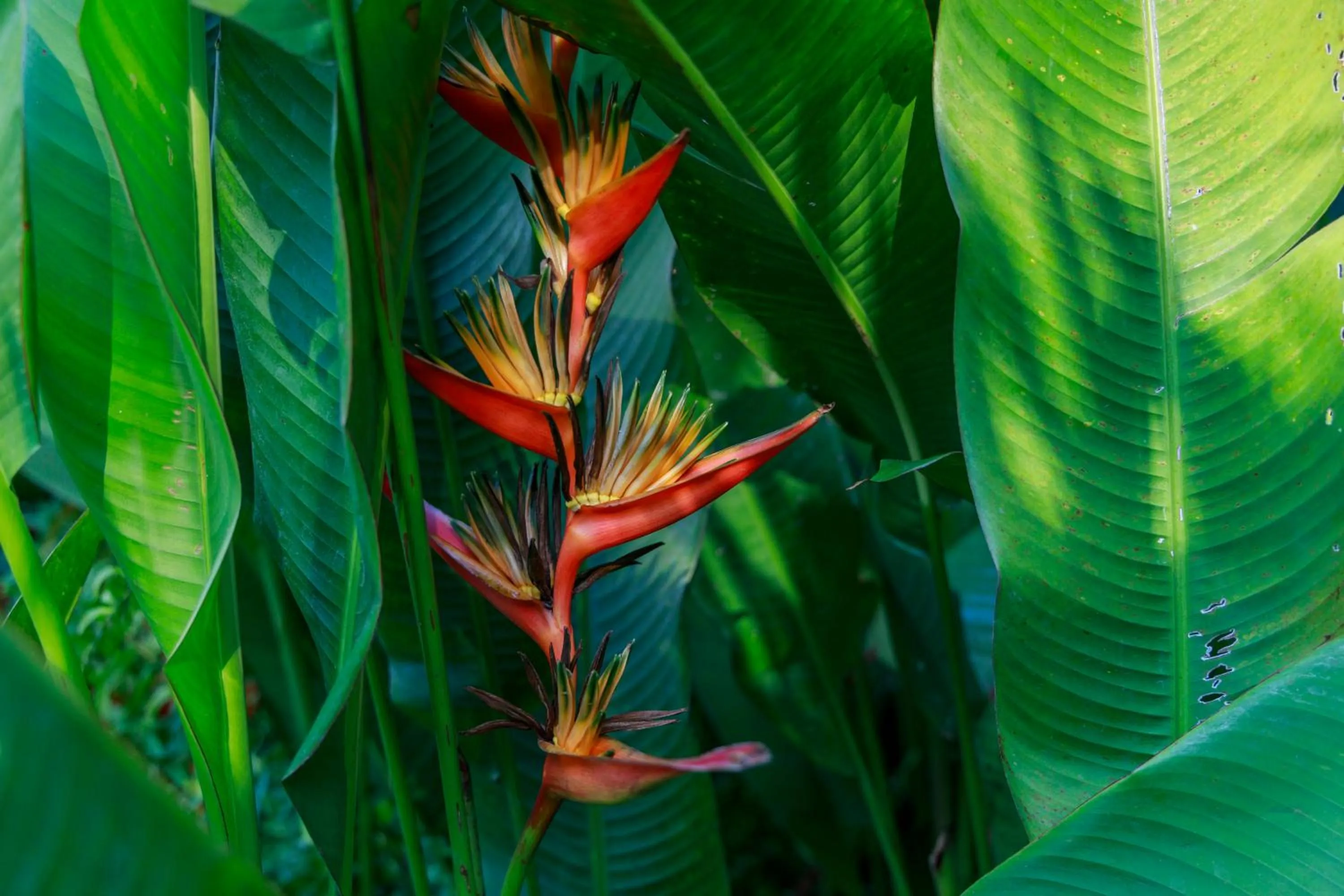 Spring in Si Como No Resort & Wildlife Refuge