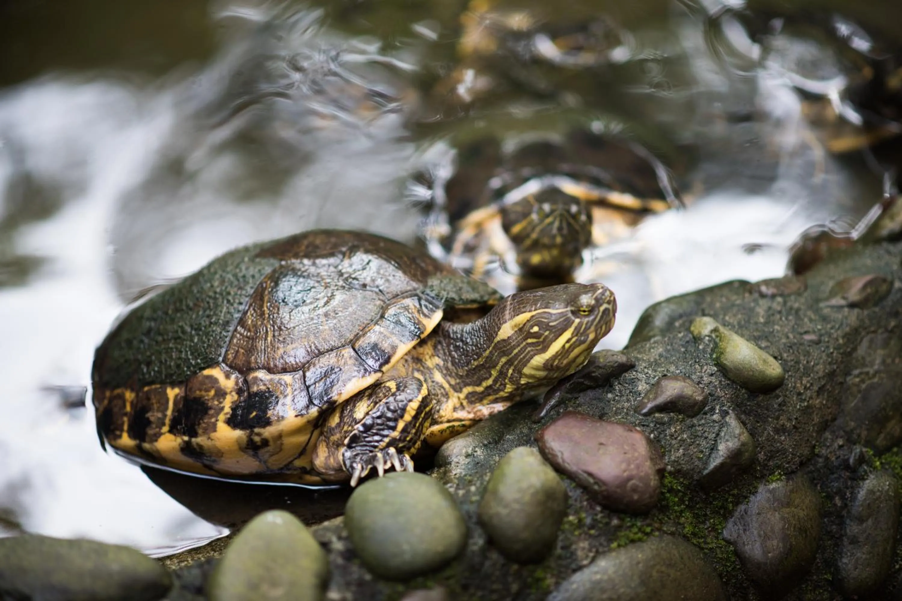 Decorative detail in Si Como No Resort & Wildlife Refuge