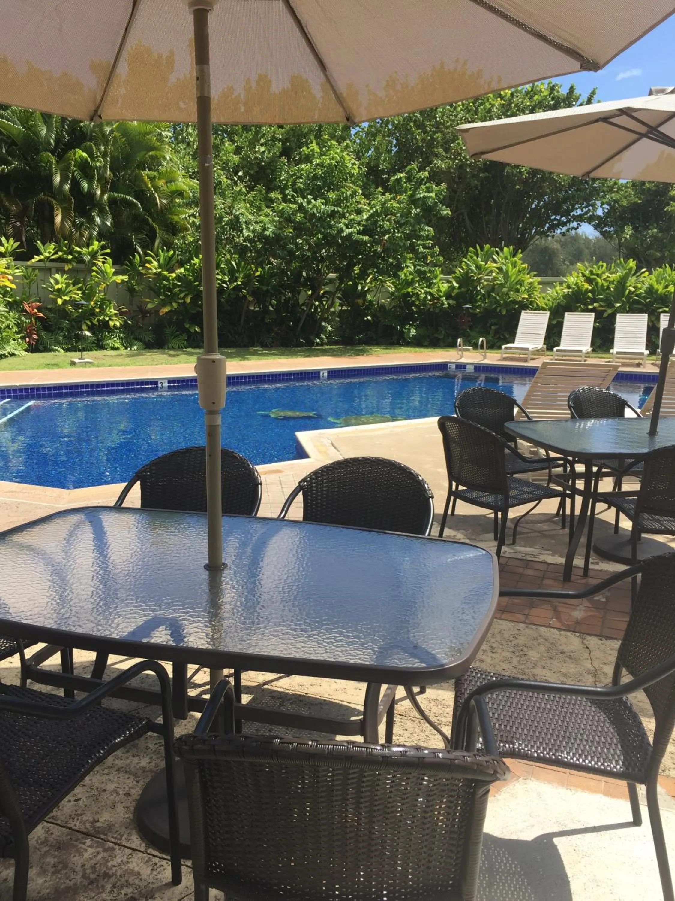 Swimming pool in The Turtle Bay Signature