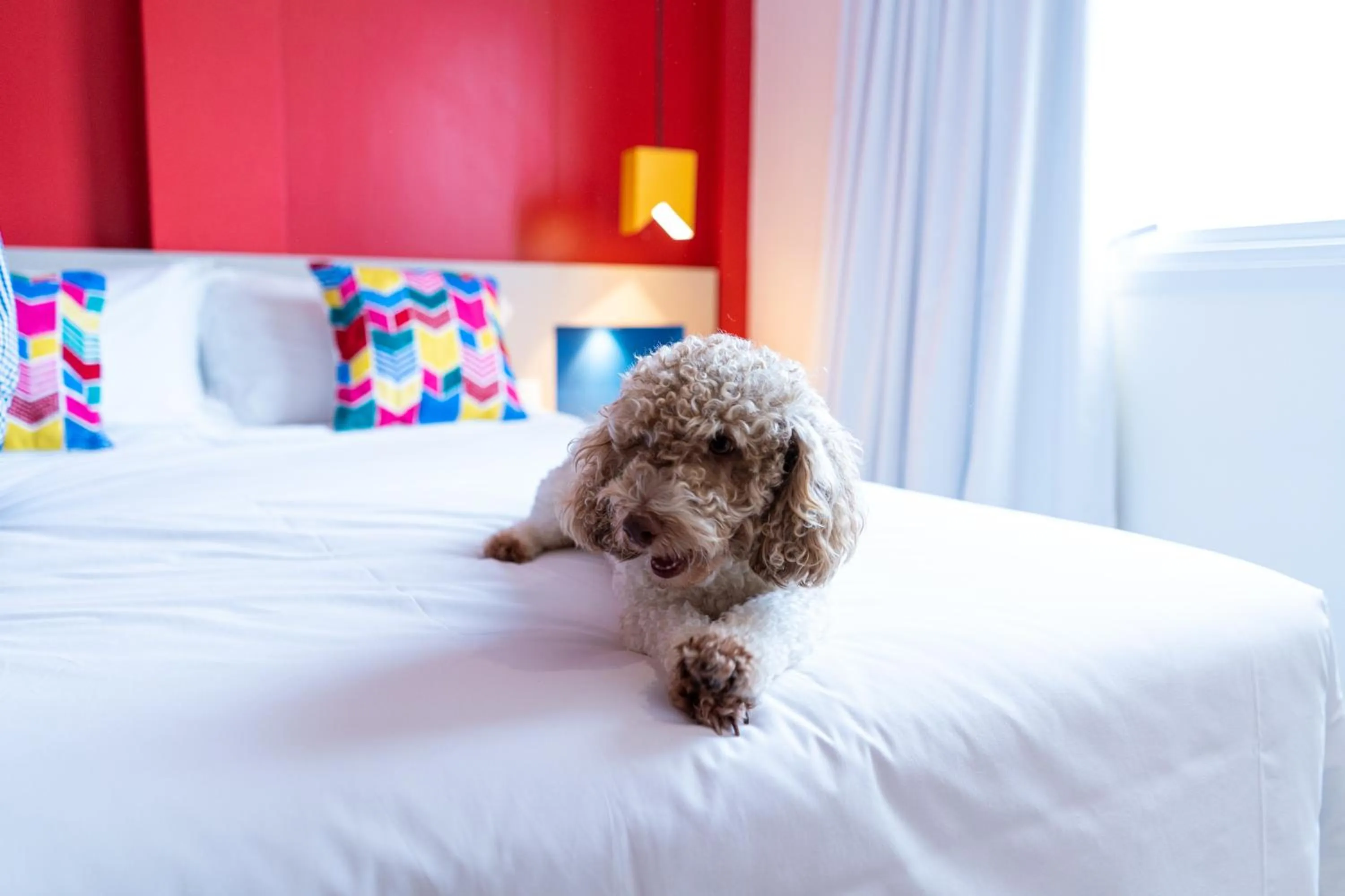 Pets, Bed in ibis Styles Campina Grande