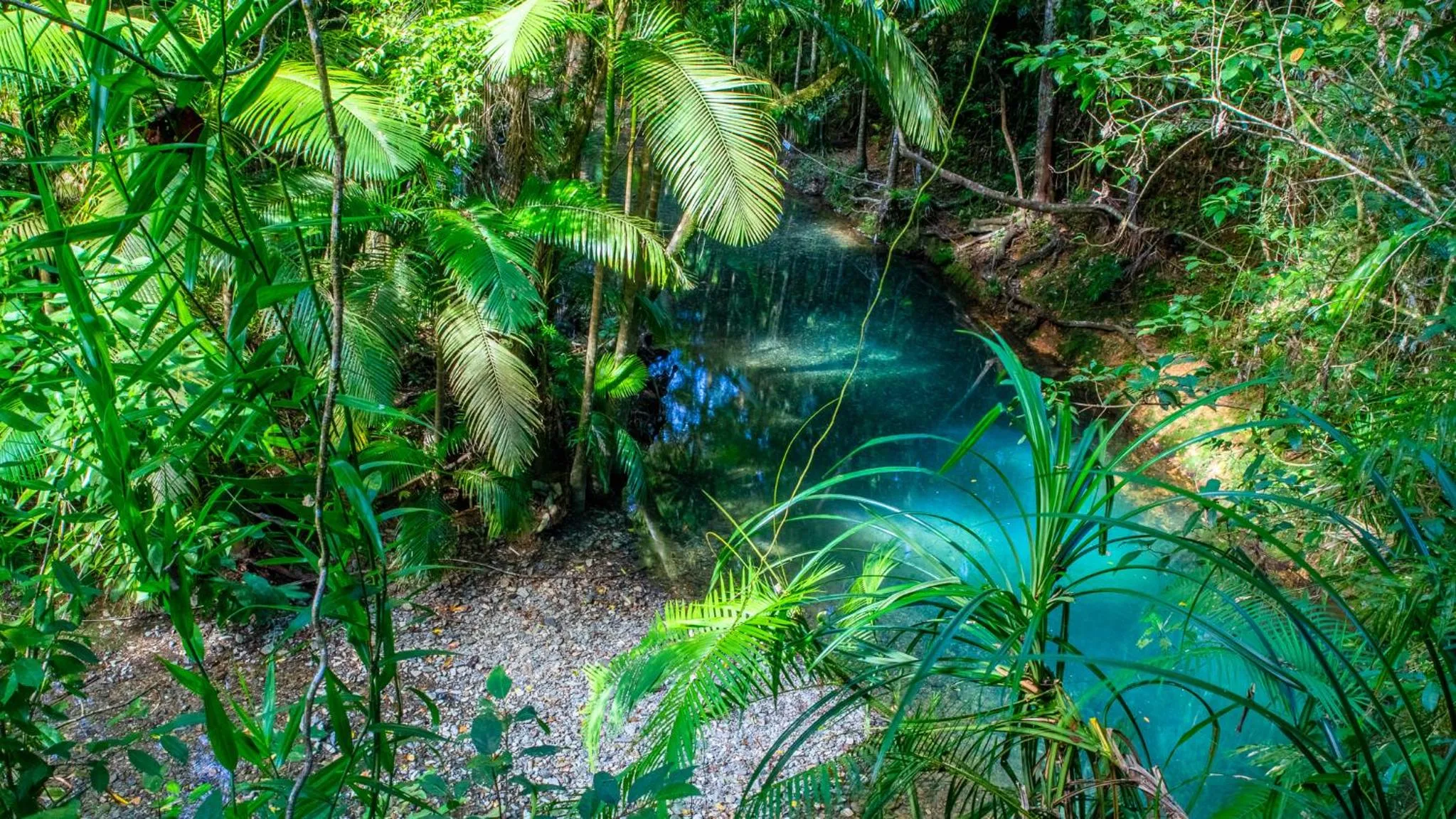 View (from property/room) in Heritage Lodge - in the Daintree