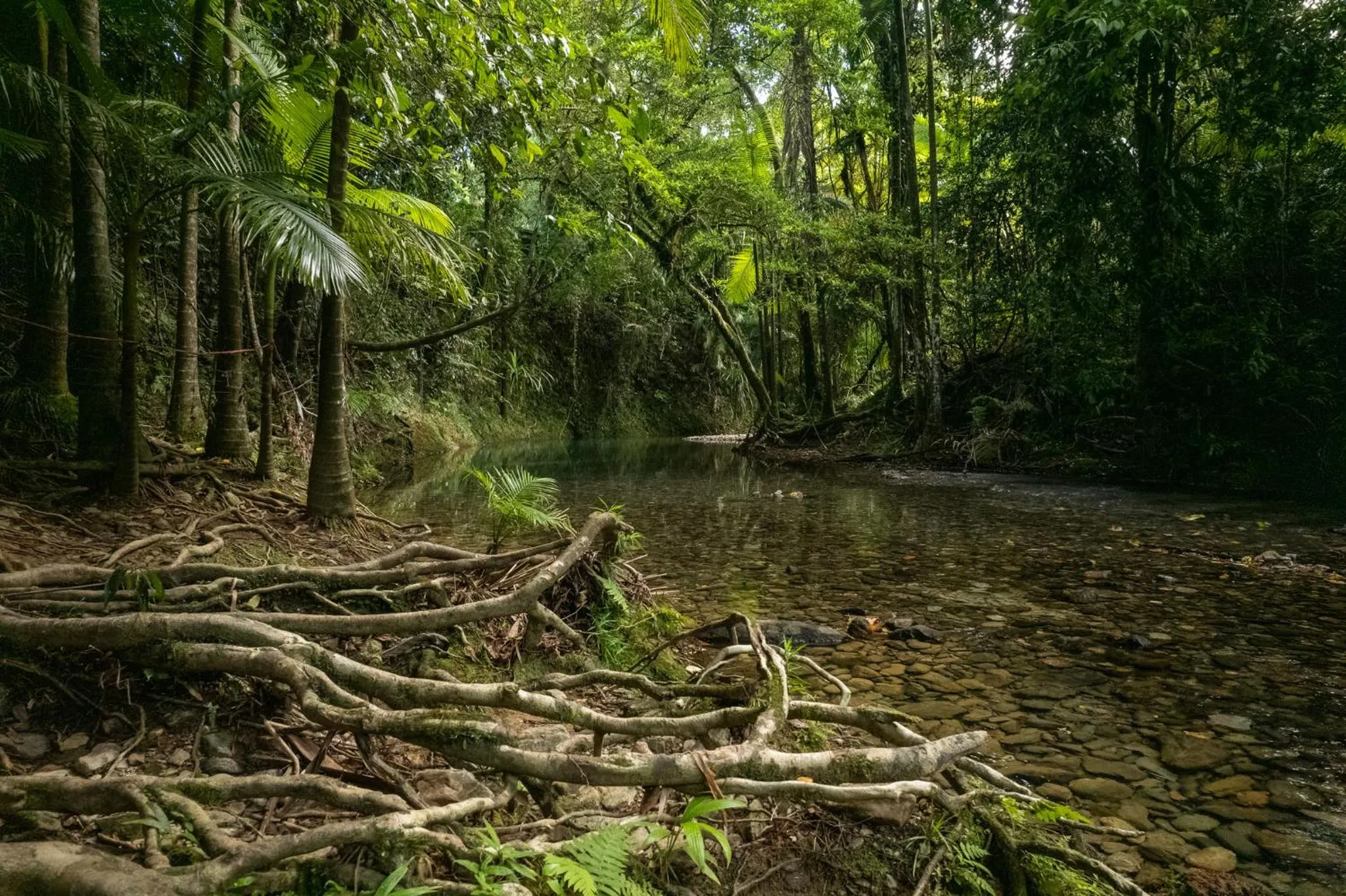 River view in Heritage Lodge - in the Daintree
