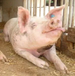 Property building in Beim Schuster