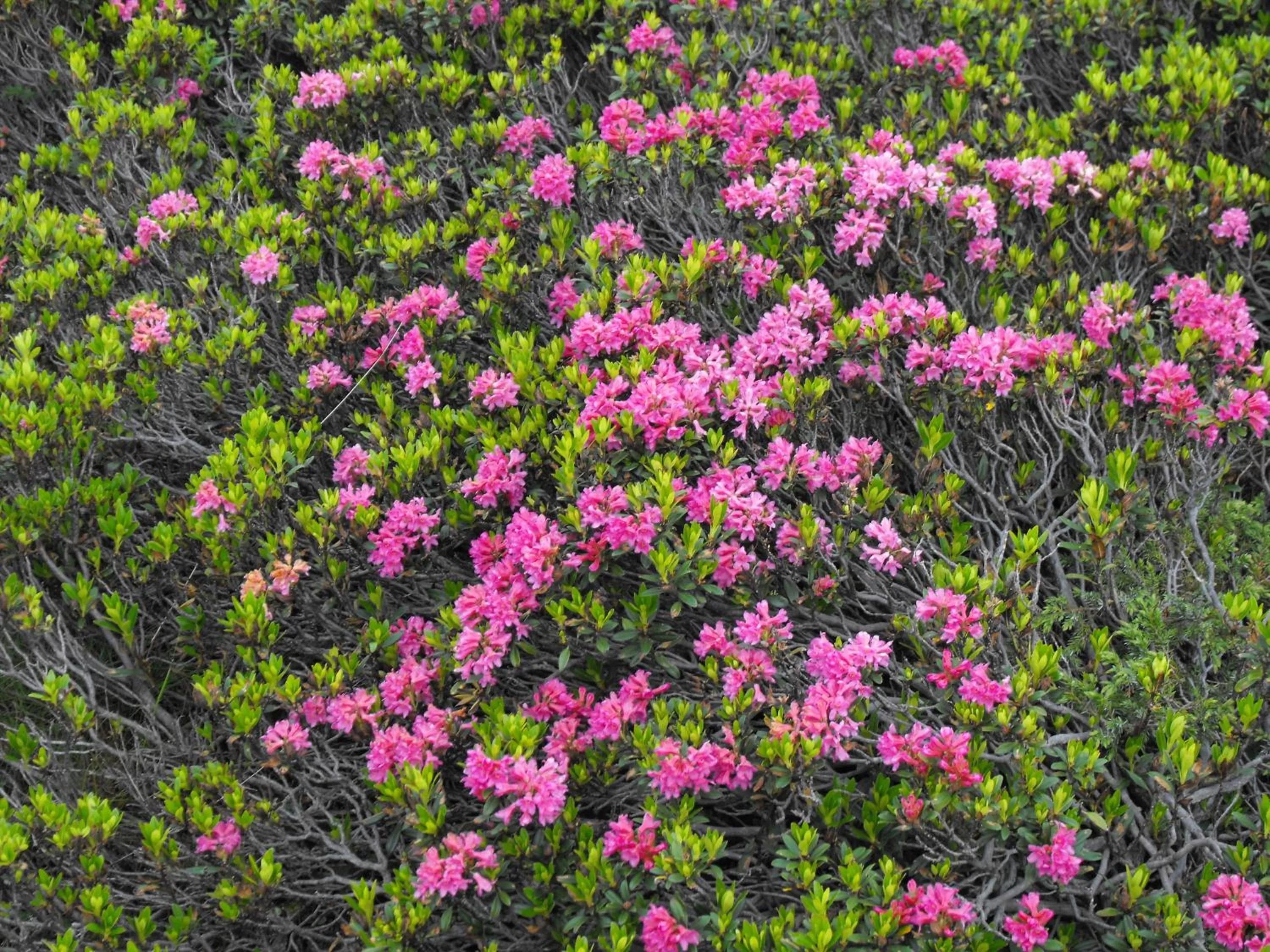 Hiking in Meublè Rosalpina