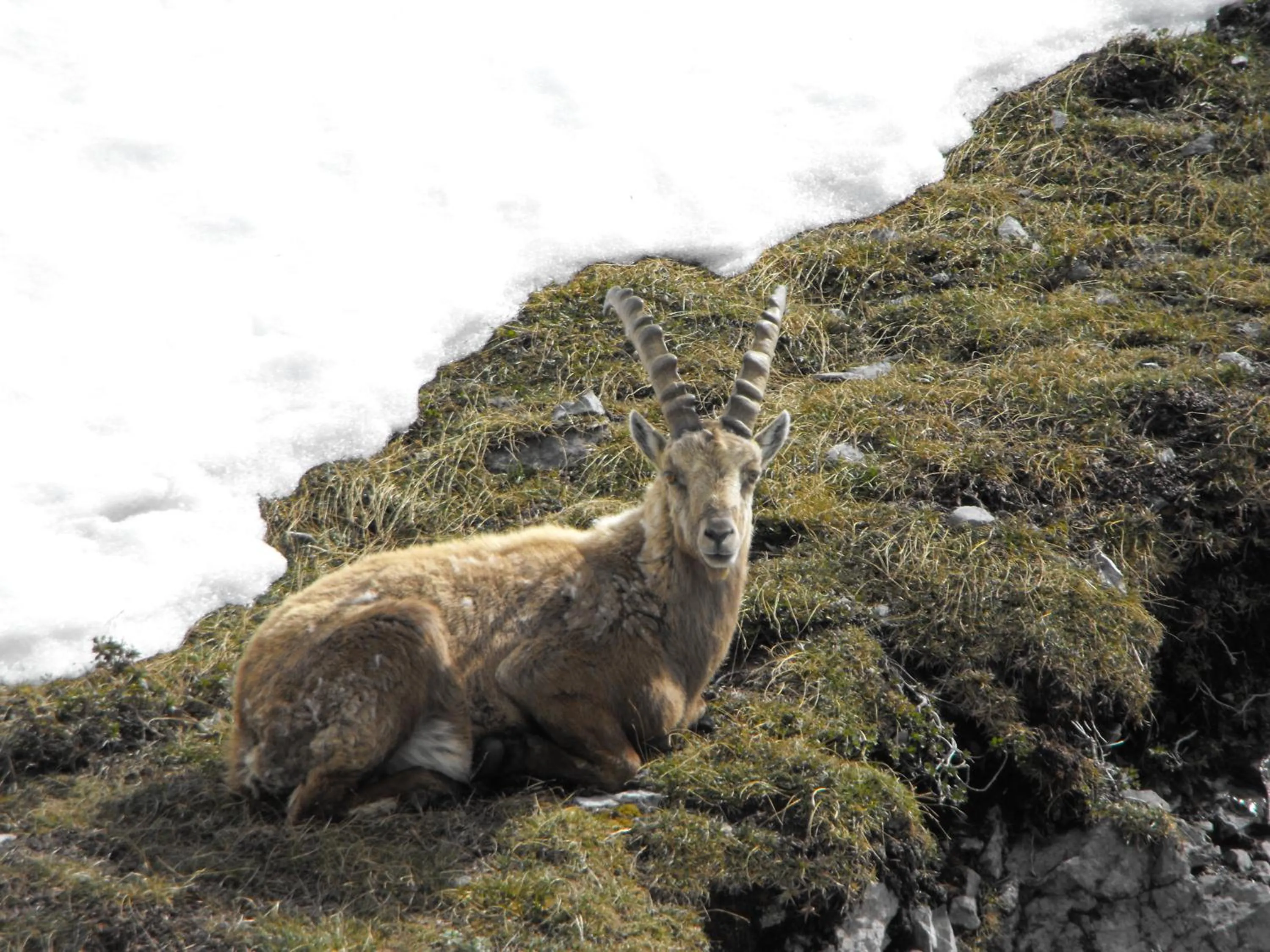 Spring in Meublè Rosalpina