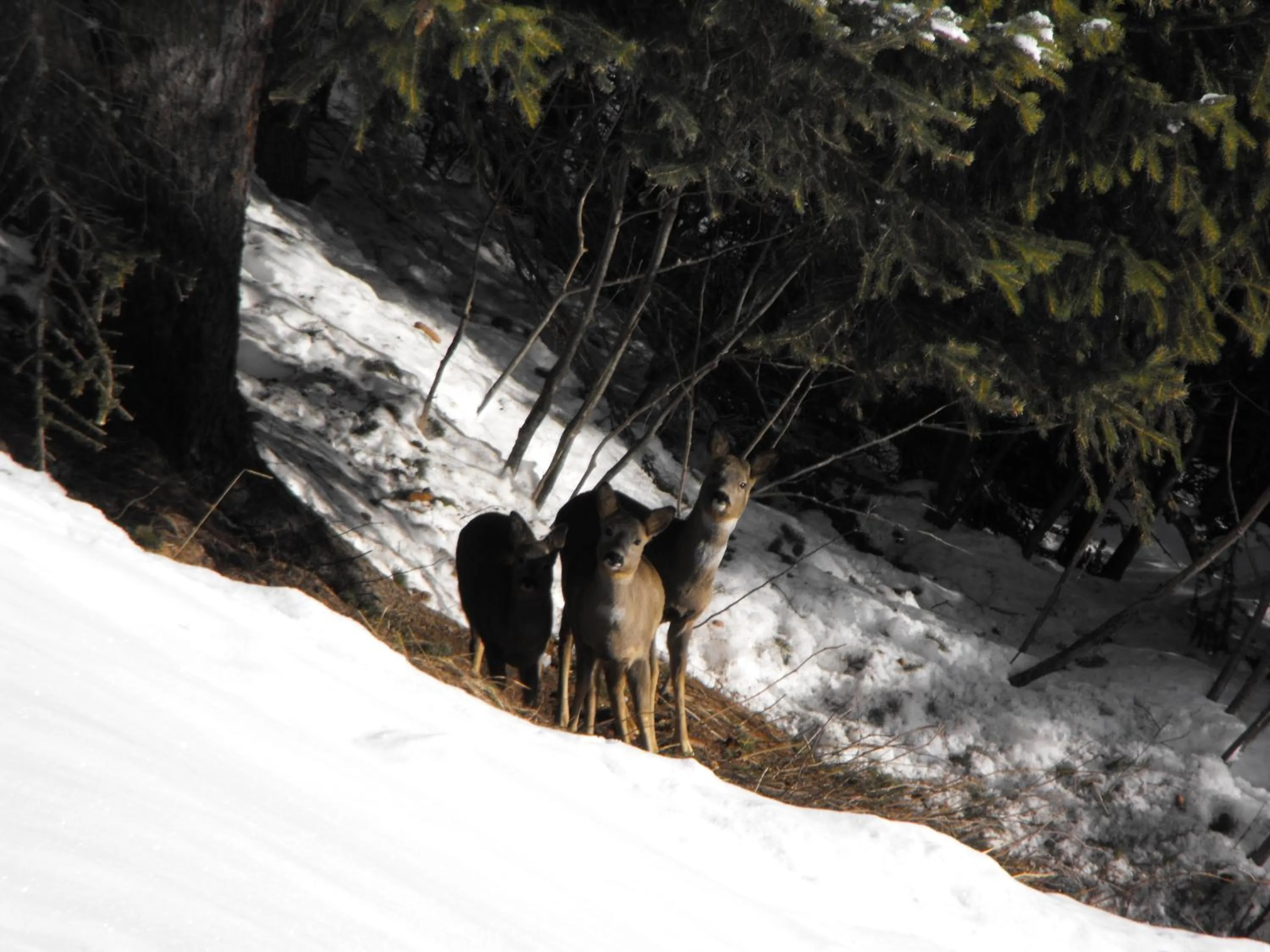 Spring in Meublè Rosalpina