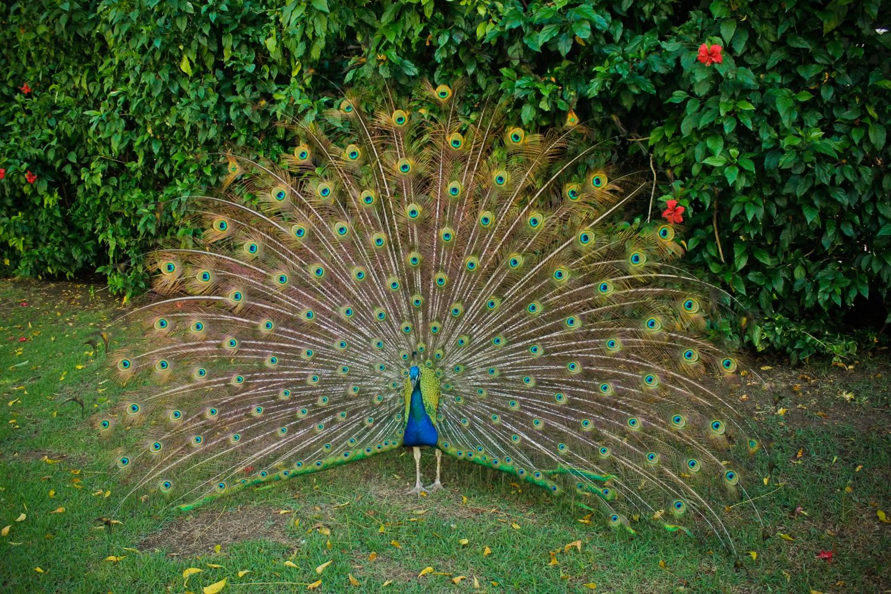 Garden in Vista Sol Punta Cana Beach Resort & Spa - All Inclusive