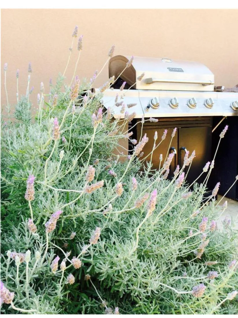 BBQ facilities in Entre mer et montagne