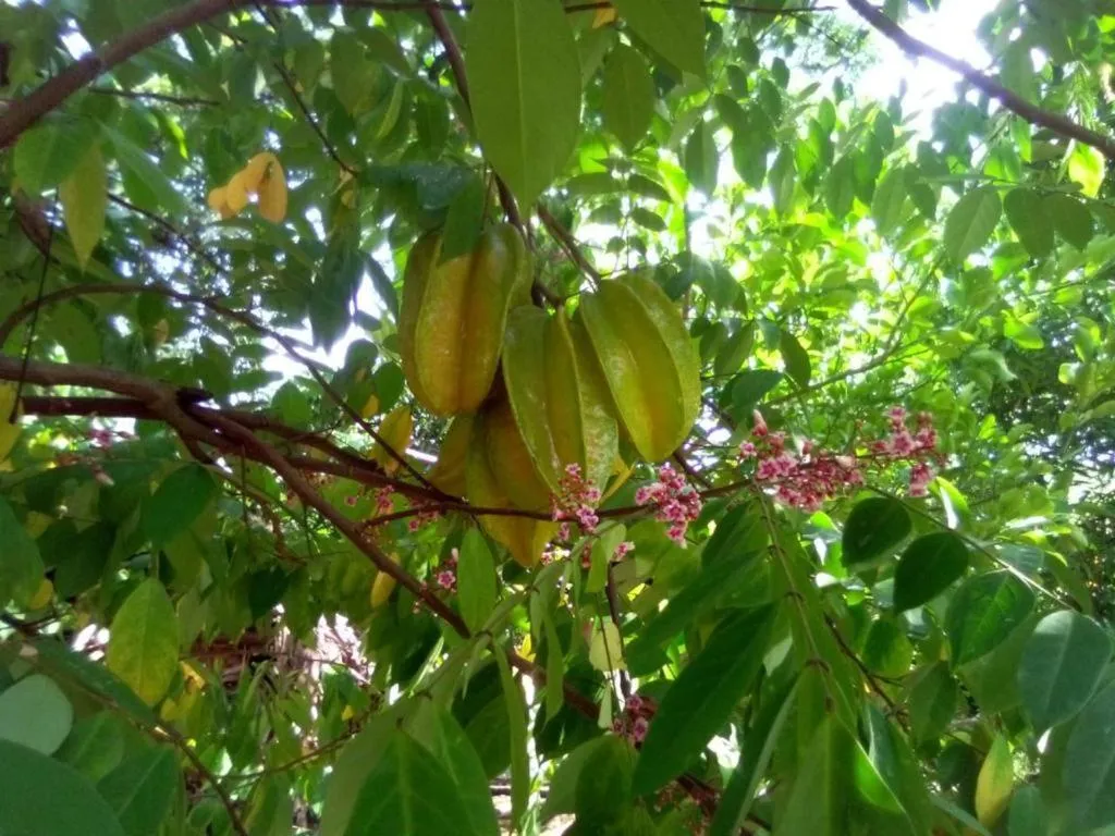 Spring in Reva Castel