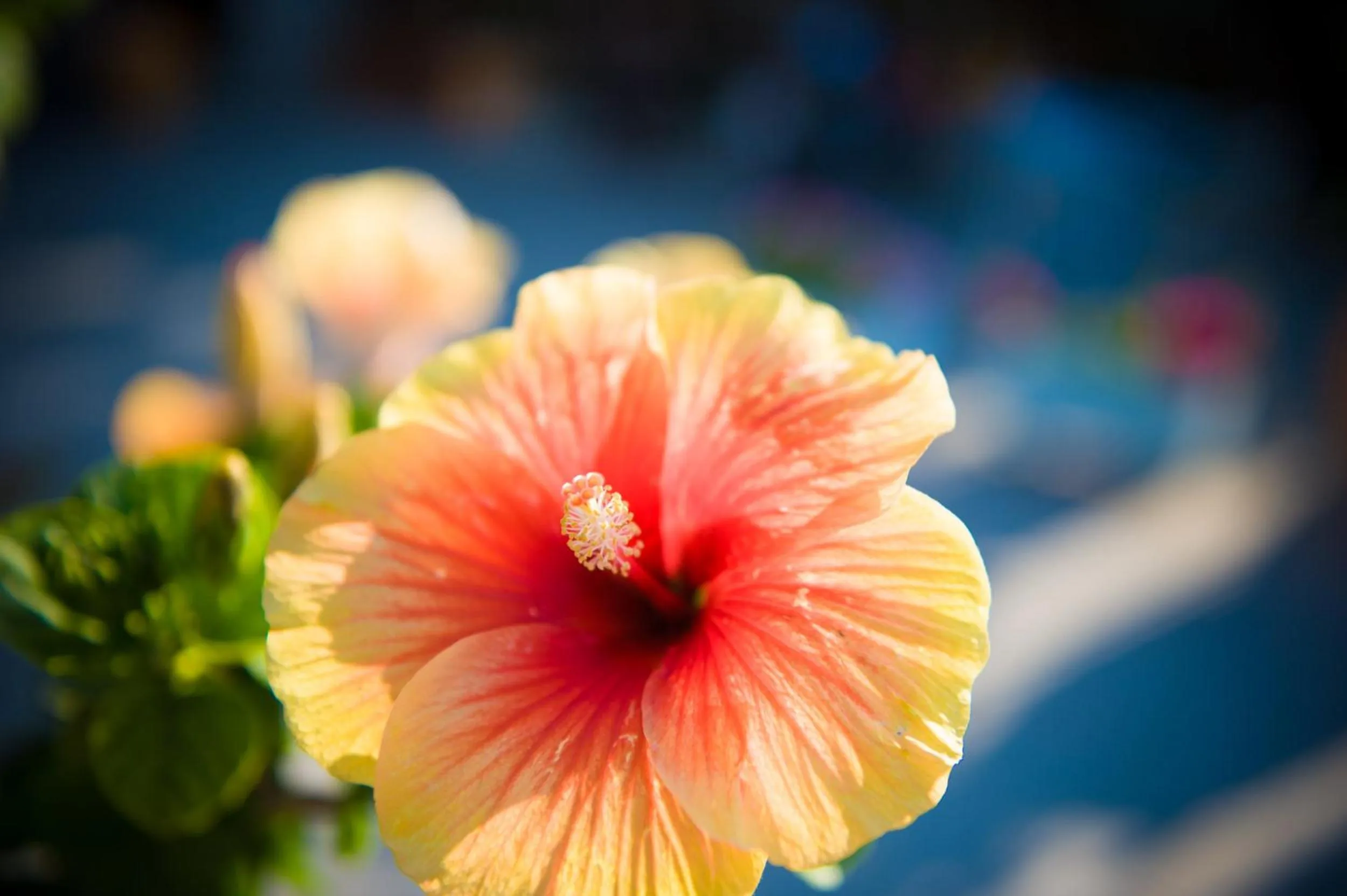 Natural landscape in SeaFront Stone Suites