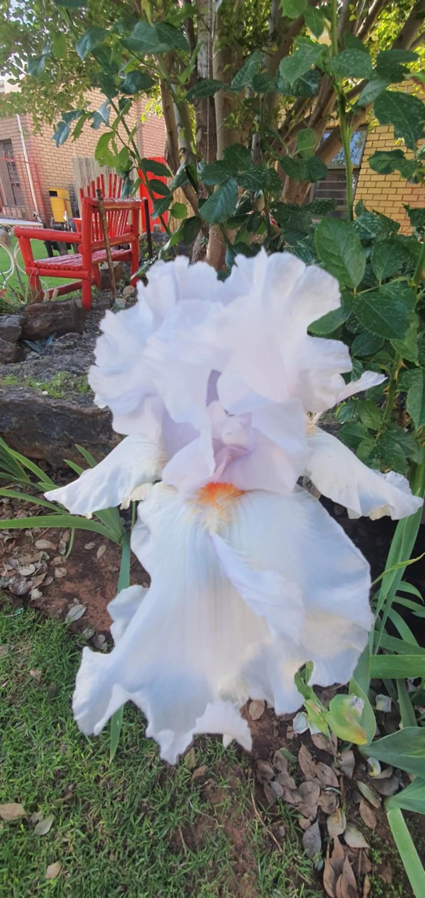 Garden in Eldorado Lodge CC