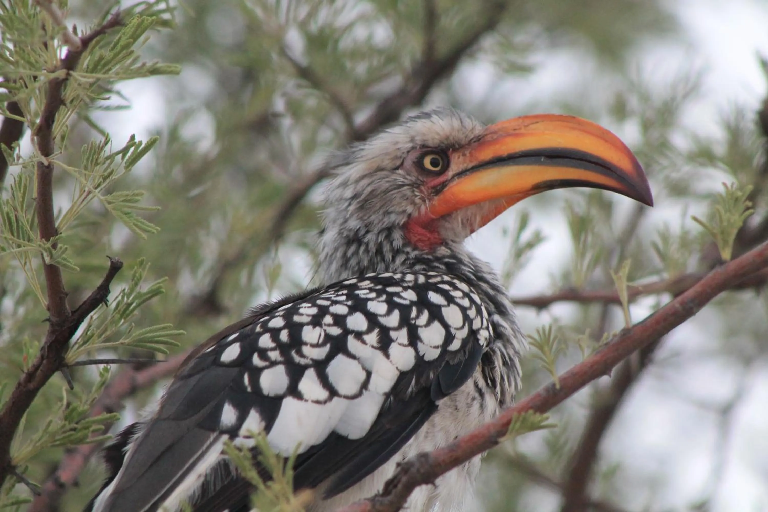 Neighbourhood in Eldorado Lodge CC