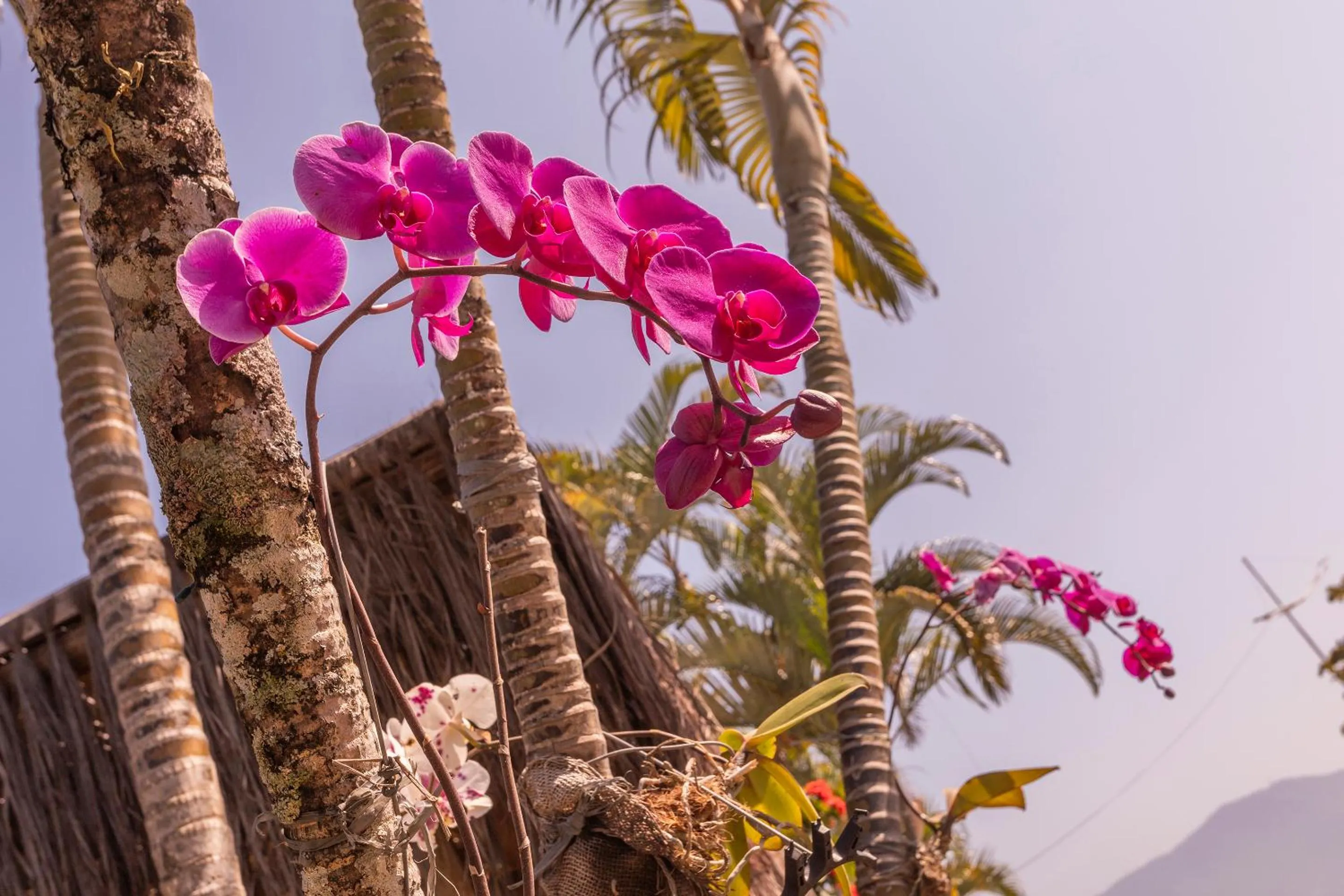 Garden in Pousada Bonns Ventos