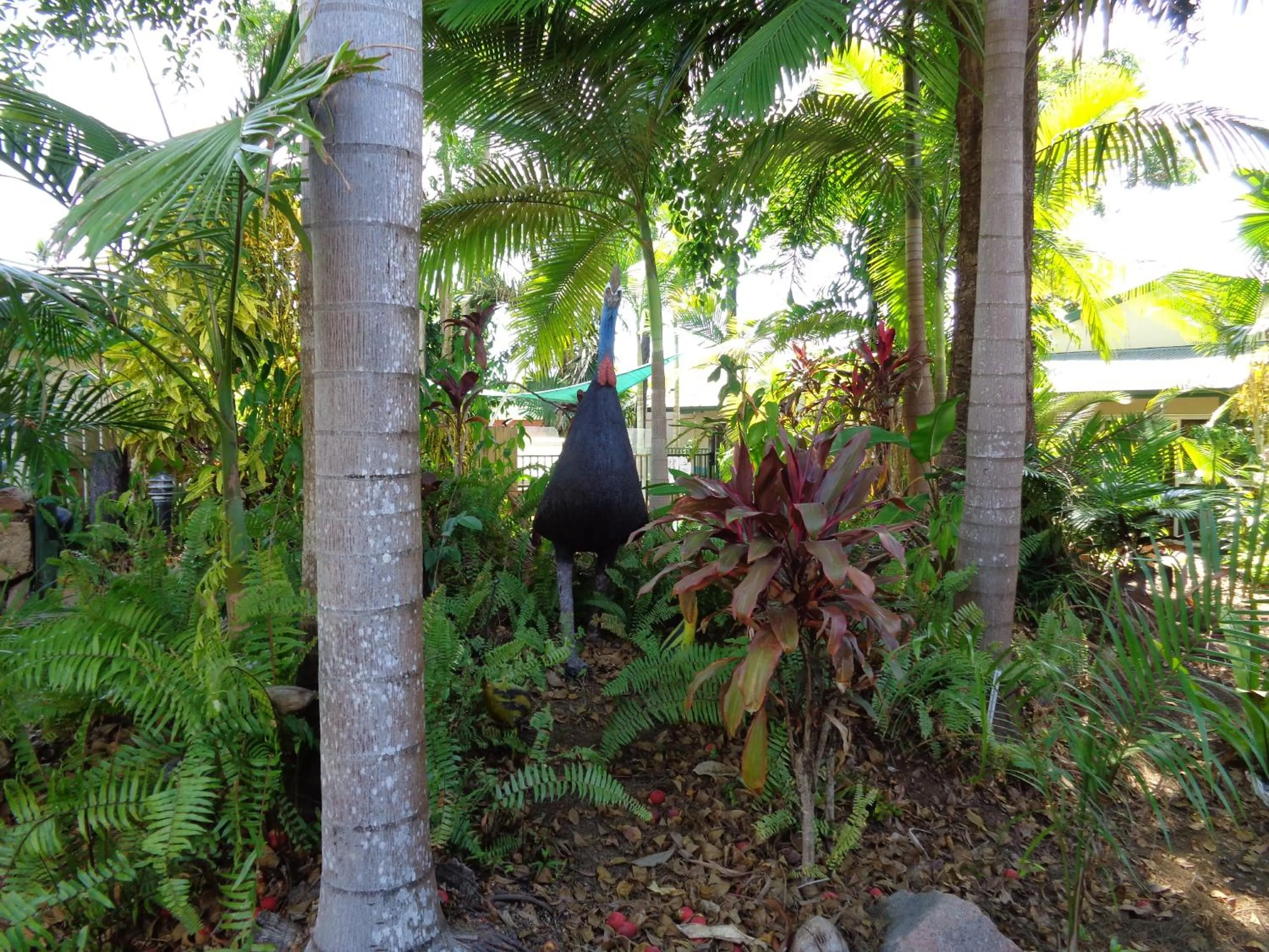 Animals in Rainforest Motel