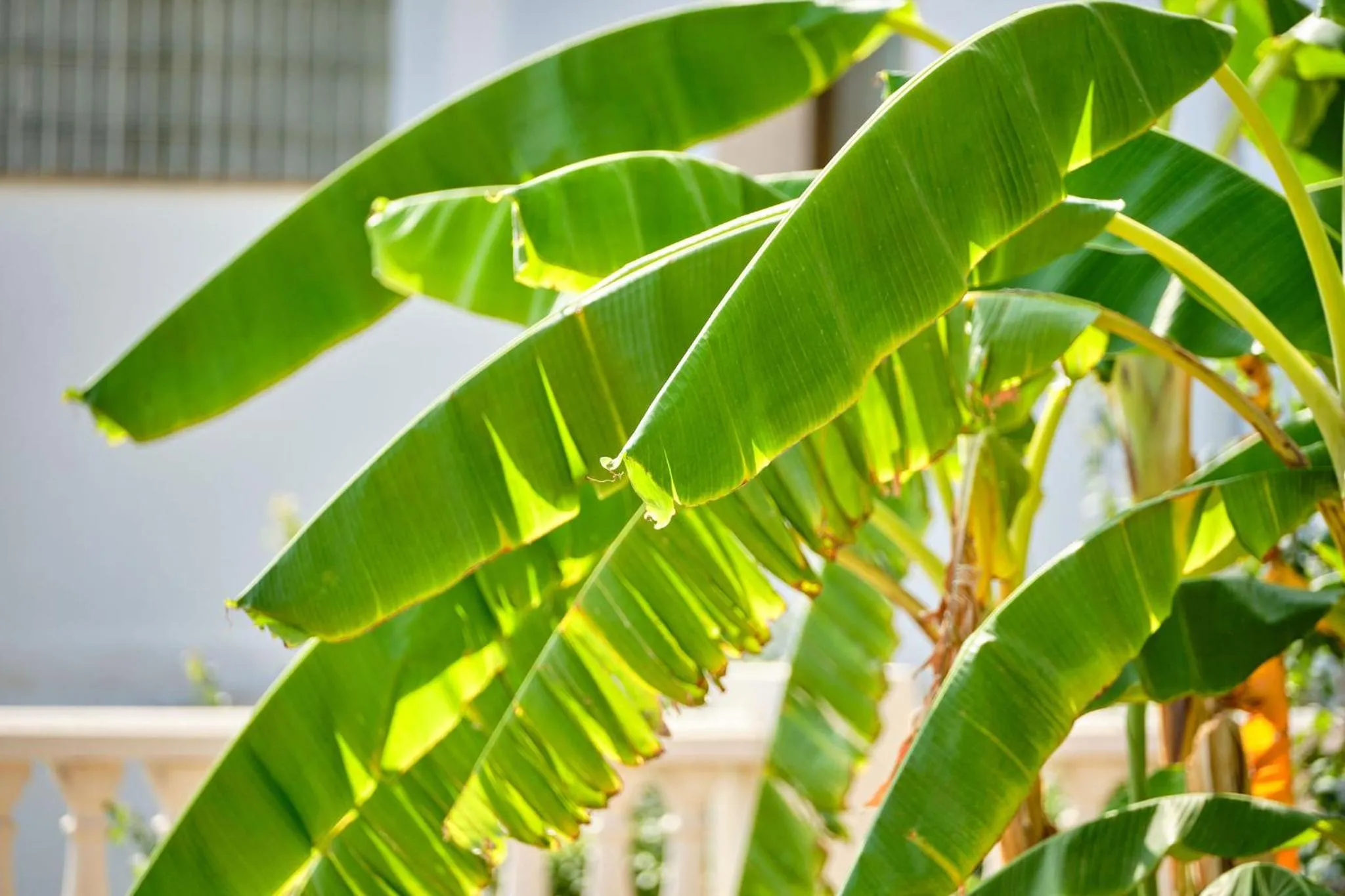 Hotel Boutique Bon Repos - Adults Only