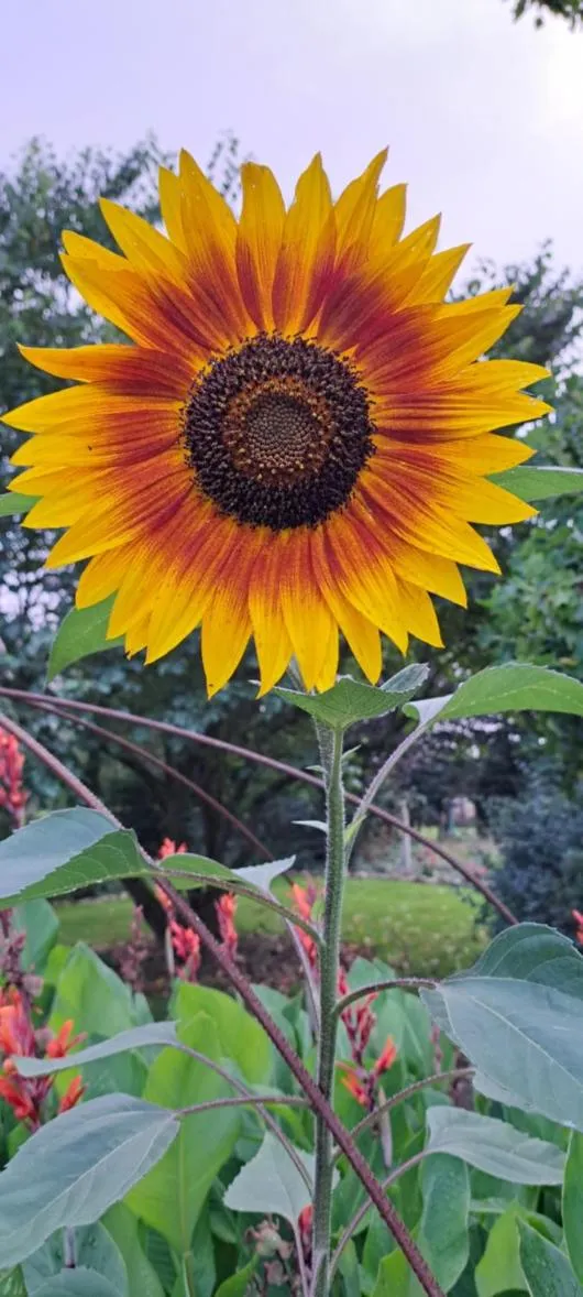 La Mare aux 3 Diables