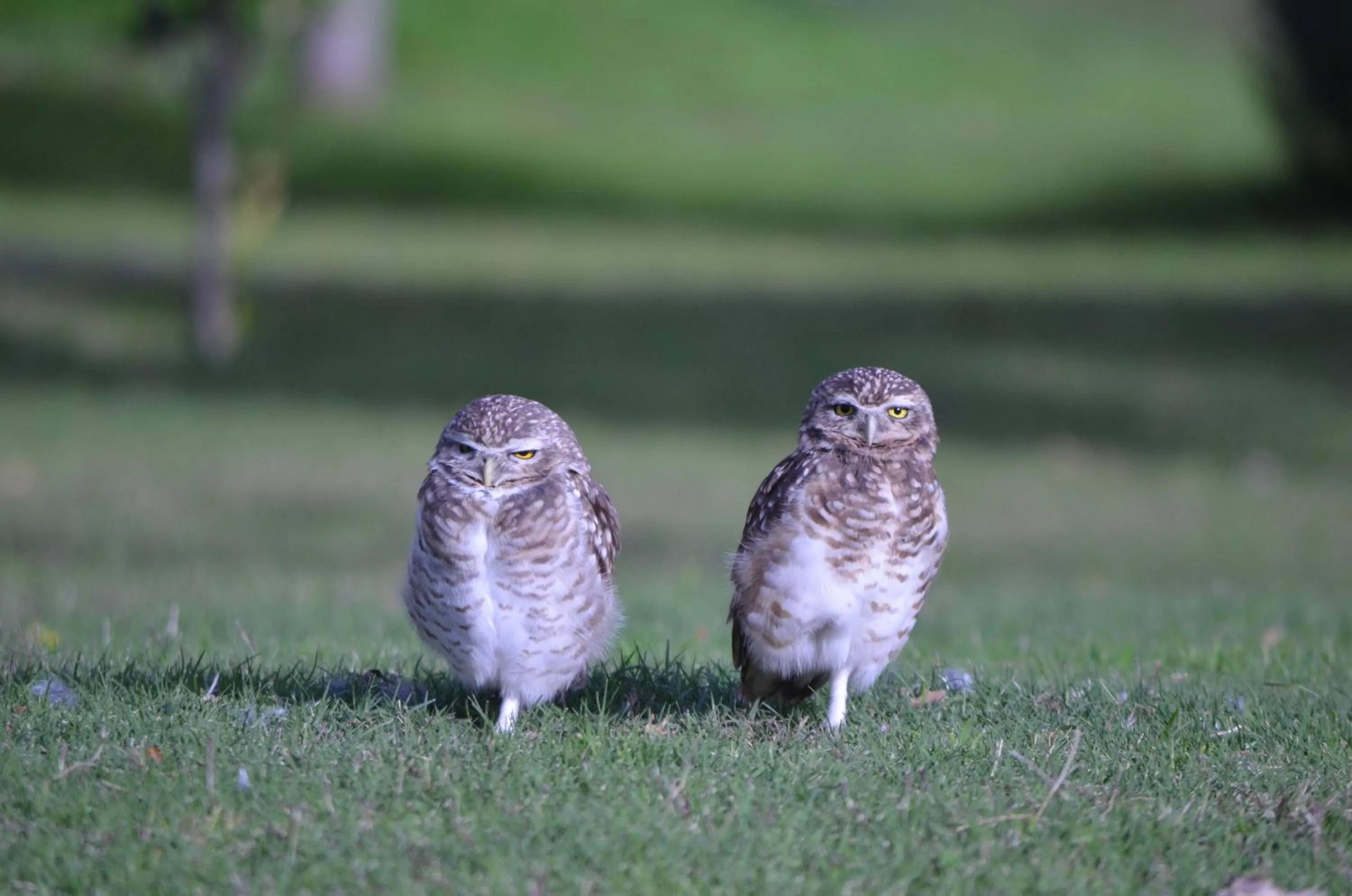 Animals in Howard Johnson Resort Spa & Convention Center