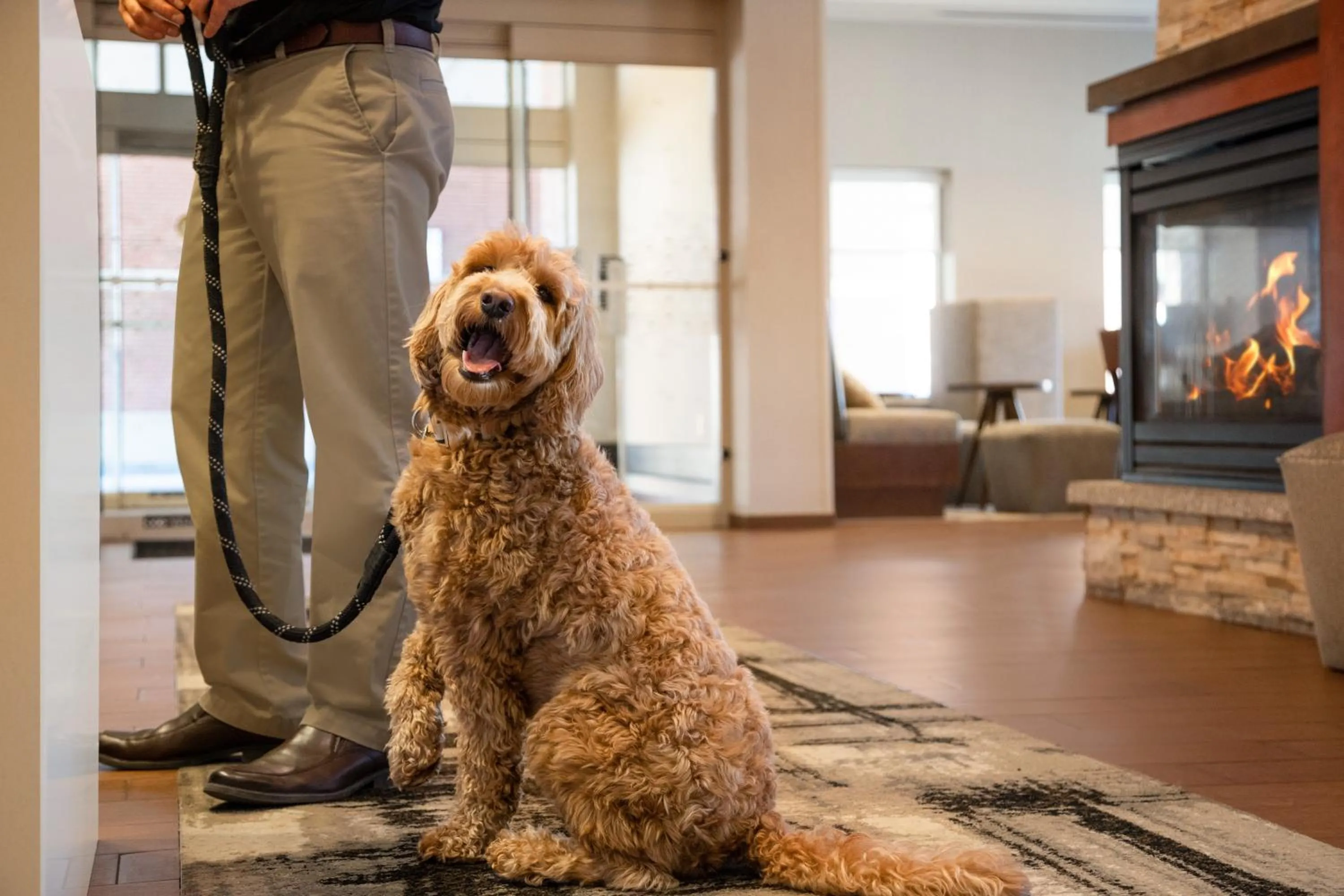 pet friendly in Hampton Inn Portland Downtown Waterfront