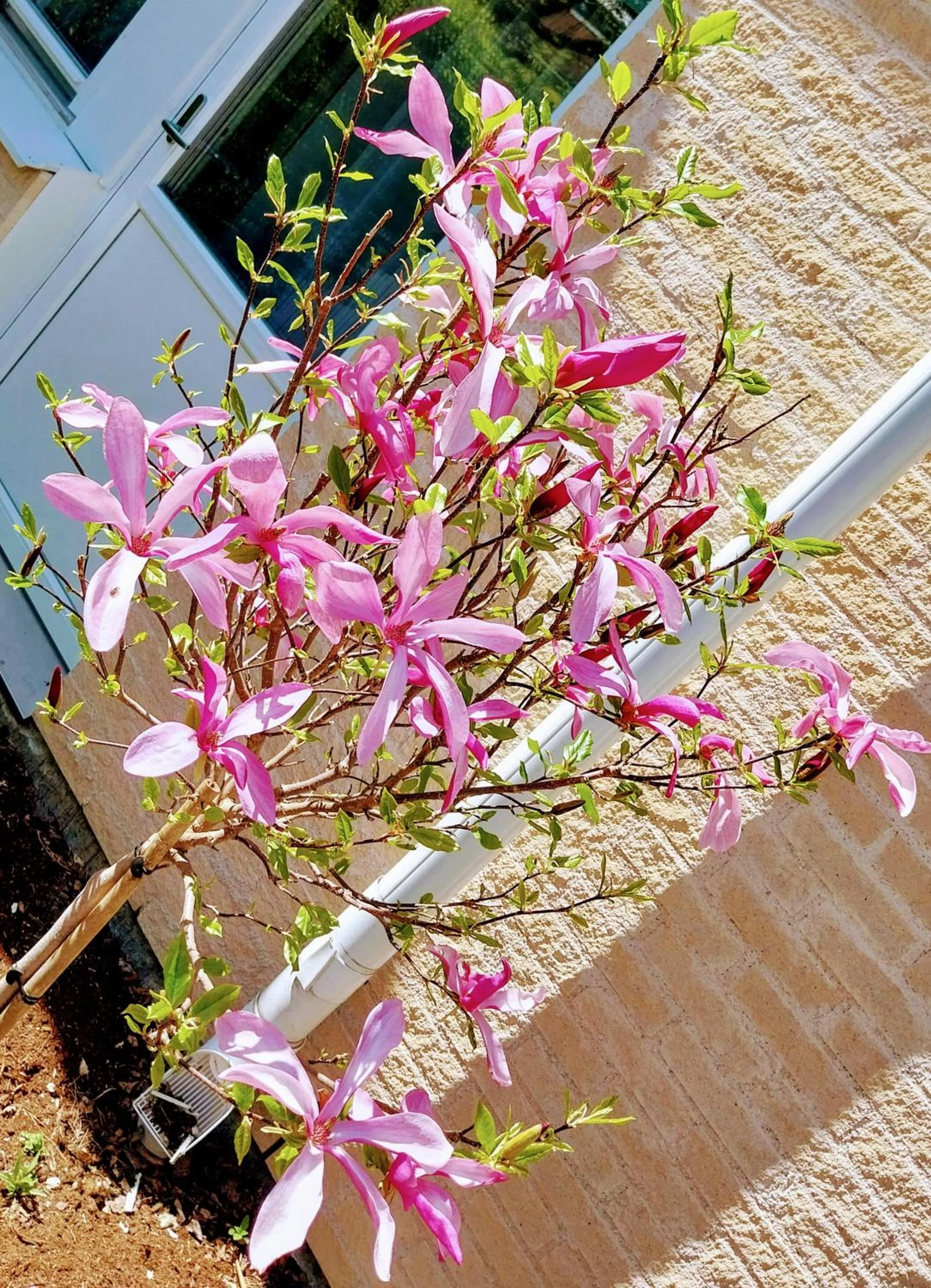 Garden in Best Western Hotel Danderyd