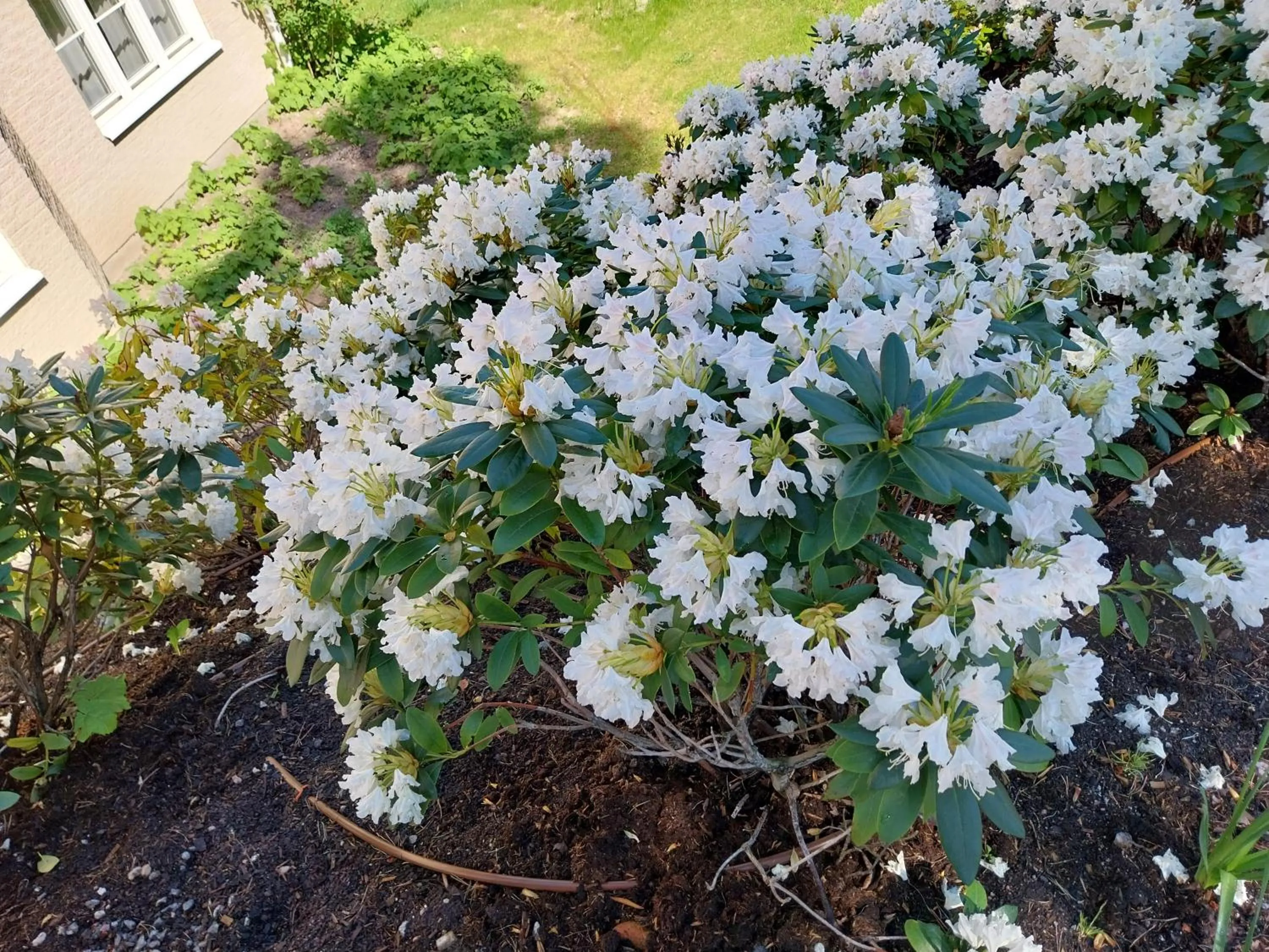 Garden in Best Western Hotel Danderyd