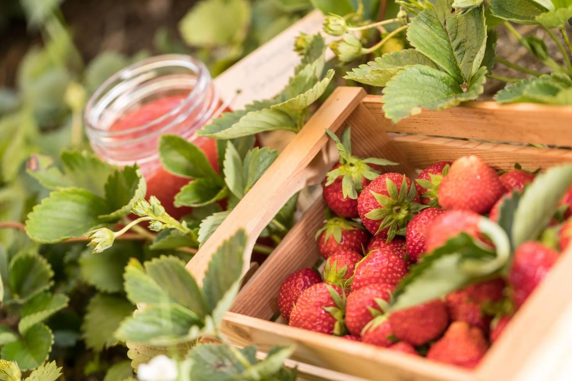Food close-up in Hotel Martellerhof