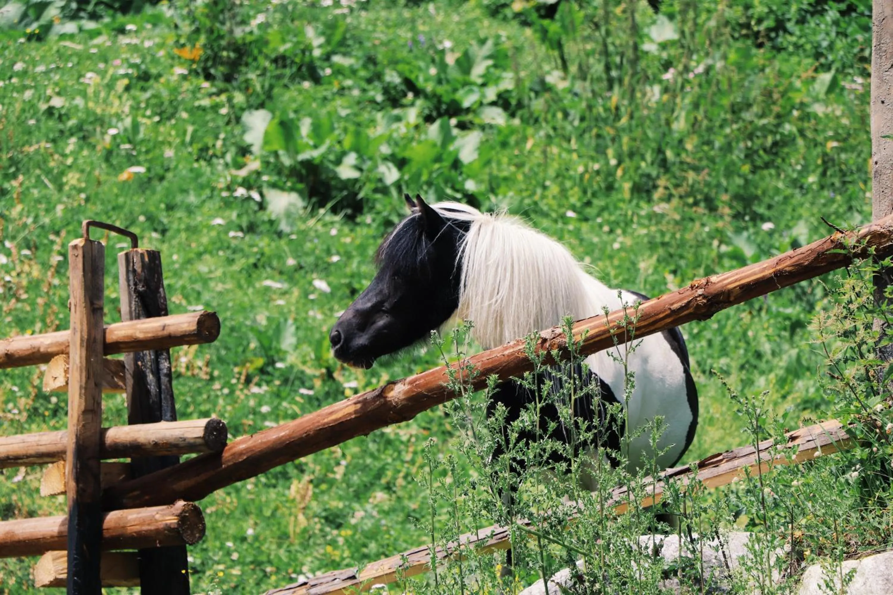 Pets in Hotel Martellerhof