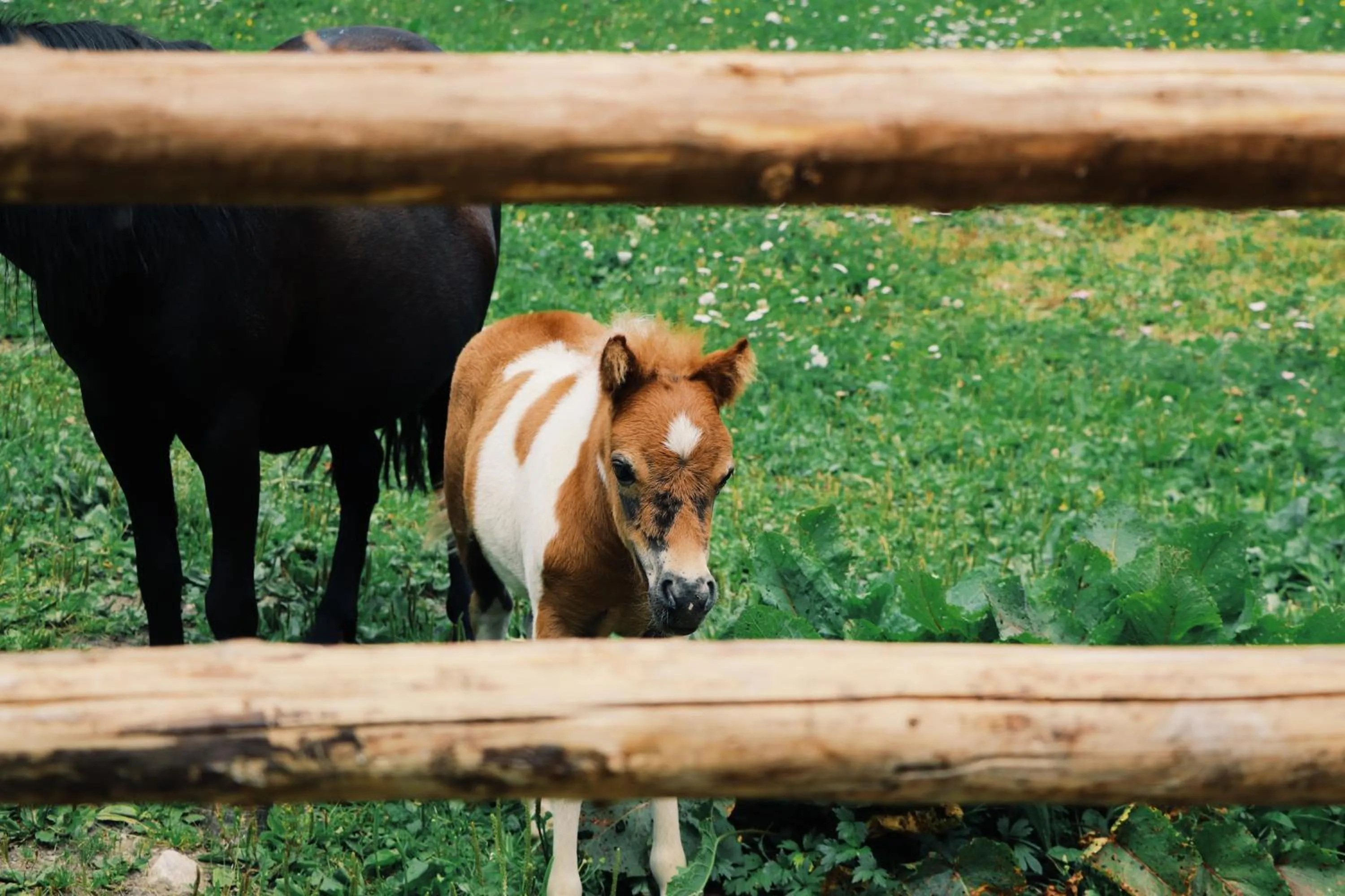 Animals in Hotel Martellerhof