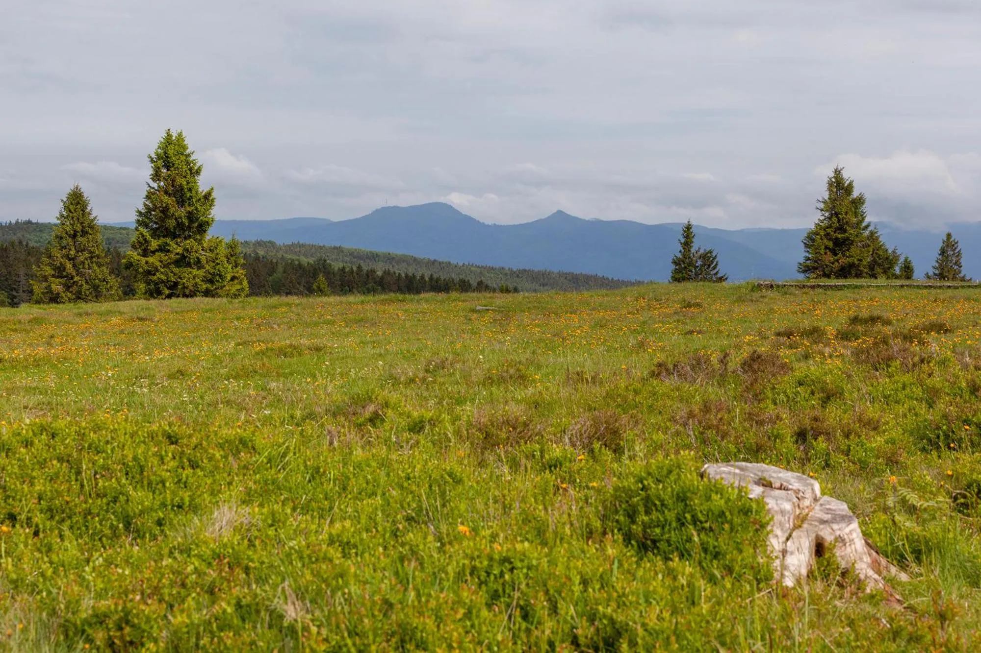 Hiking in Hotel Restaurant Mont Champ du Feu