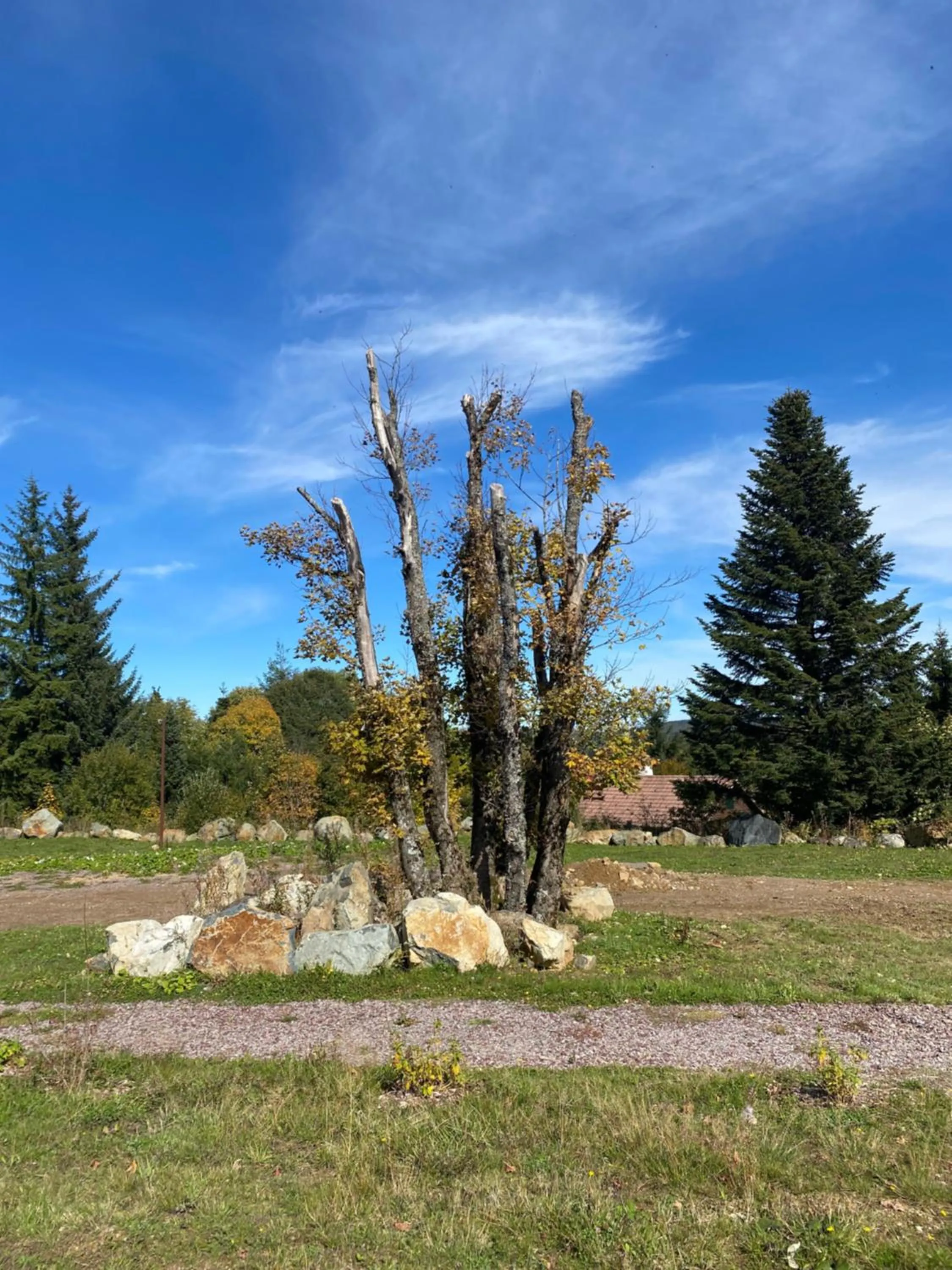 Garden in Hotel Restaurant Mont Champ du Feu