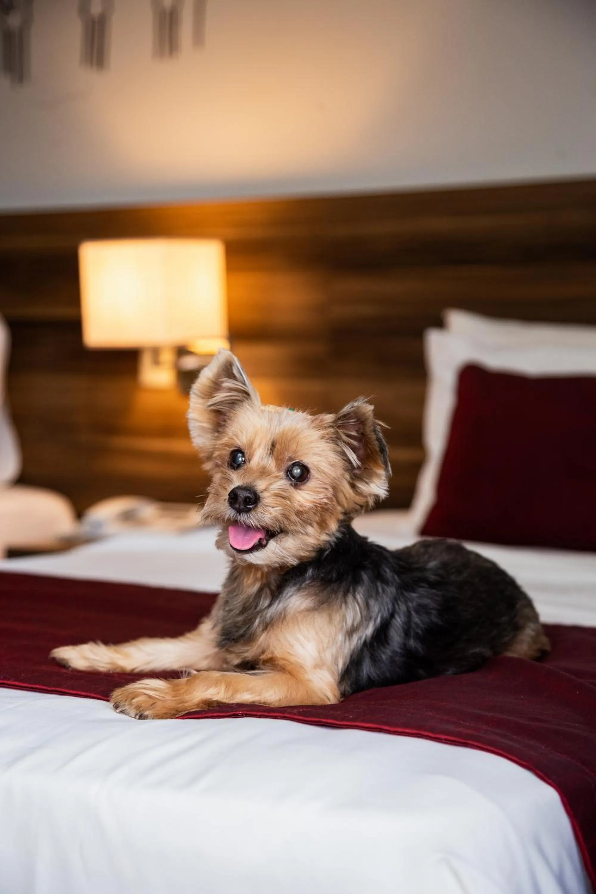 Pets, Bed in Mercure Belem Boulevard