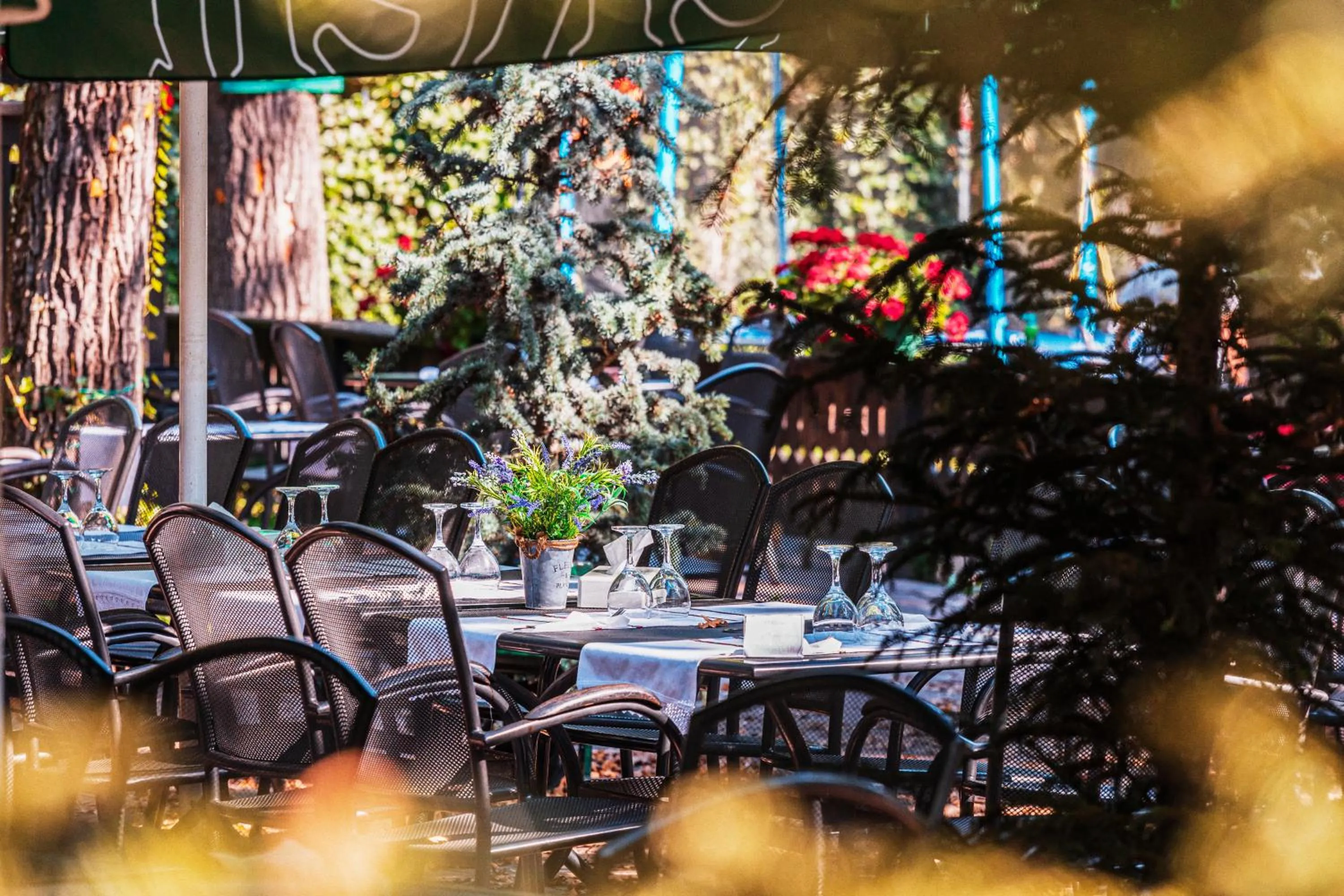 Garden in Hotel Cornul Vanatorului