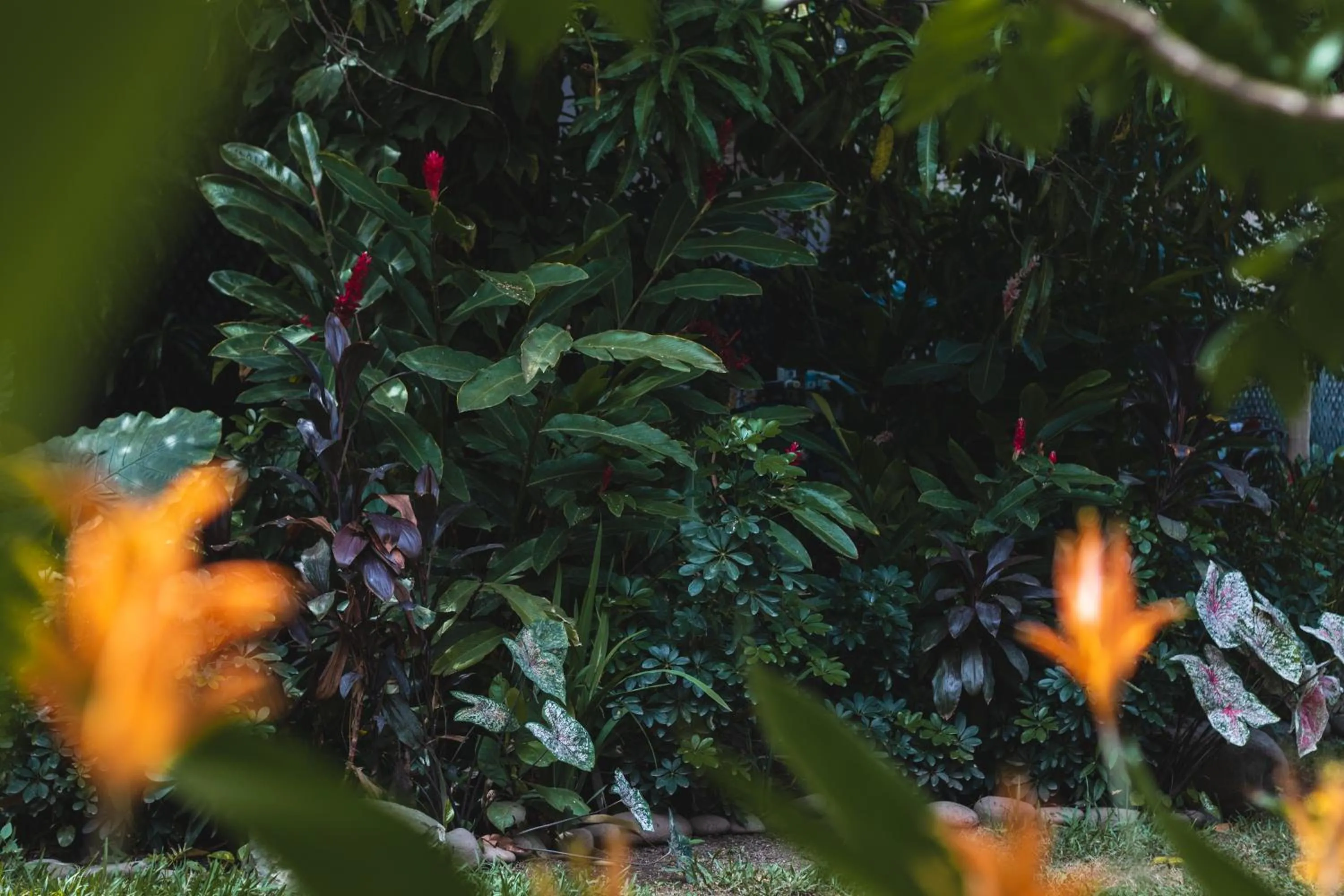 Garden in Hotel Michanti