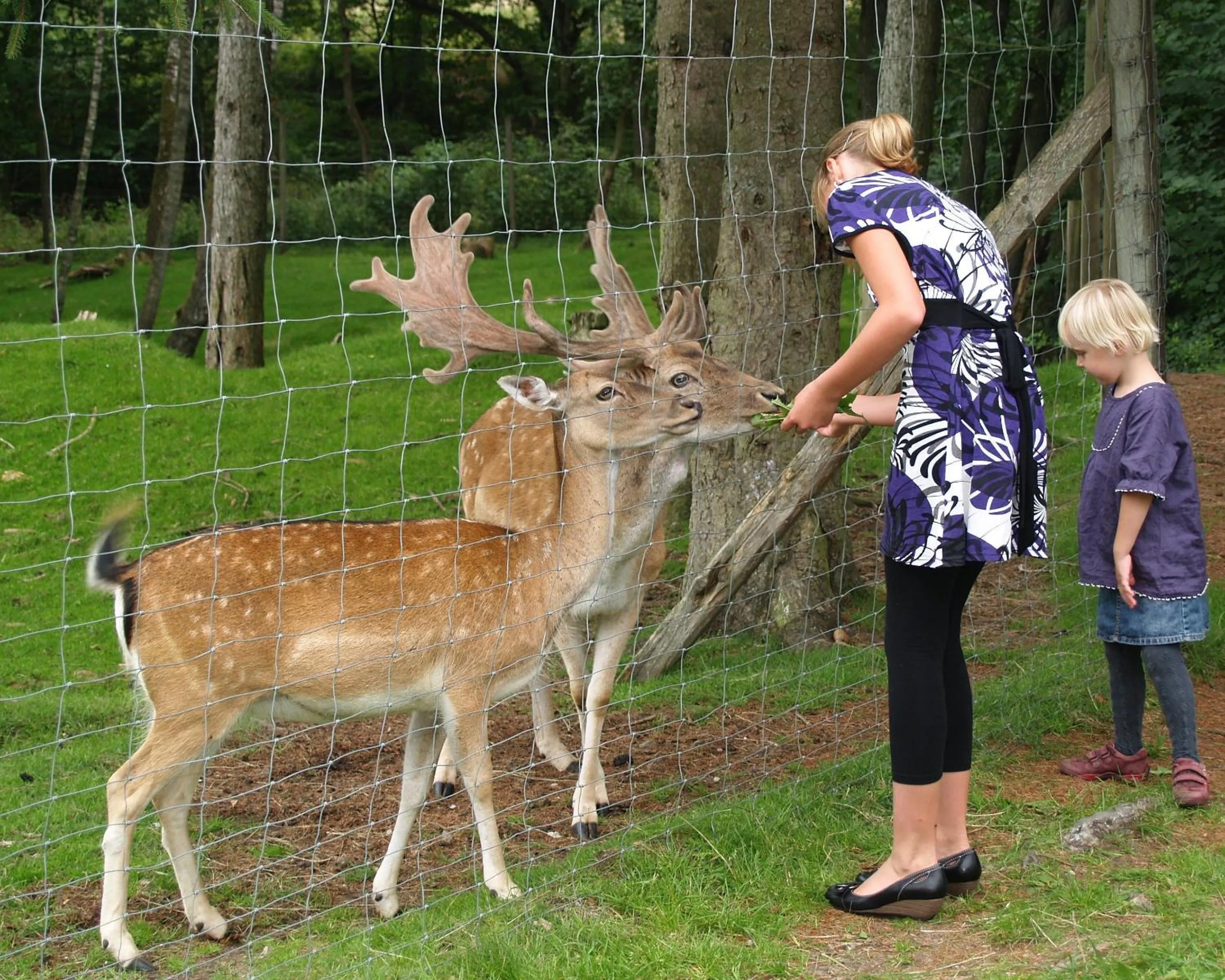 Animals in Rold StorKro