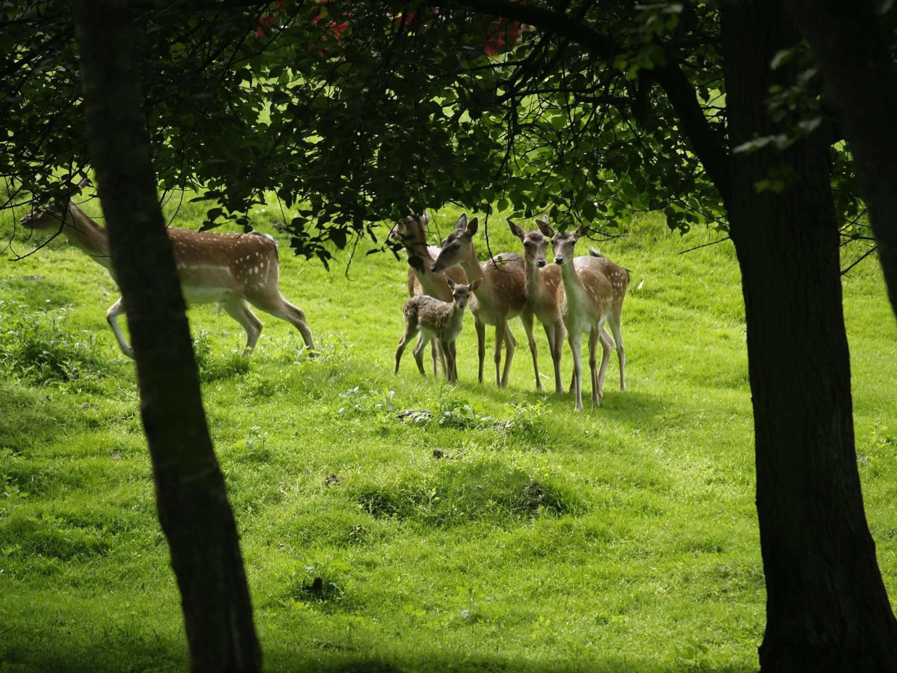 Animals in Rold StorKro