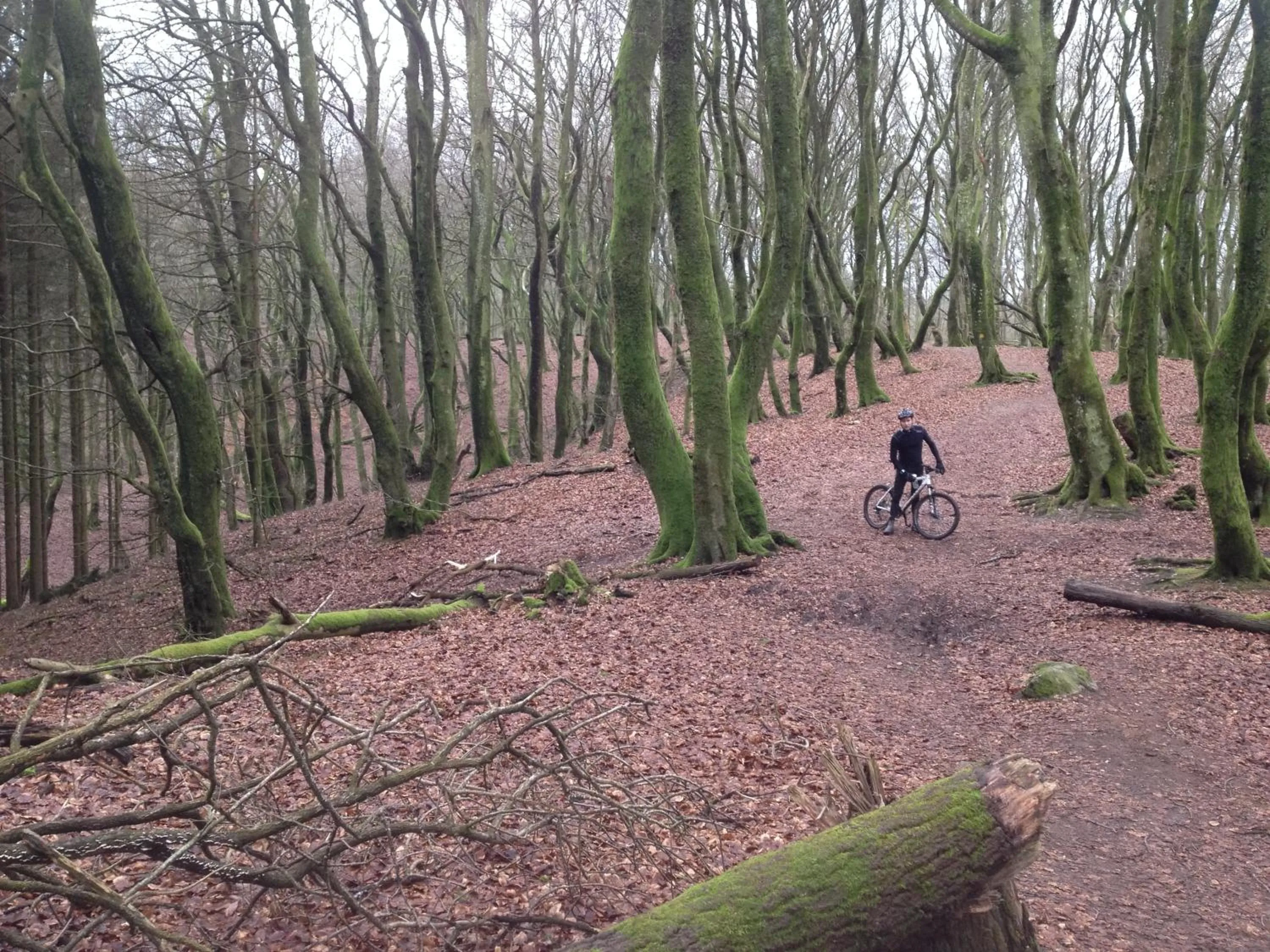 Cycling in Rold StorKro