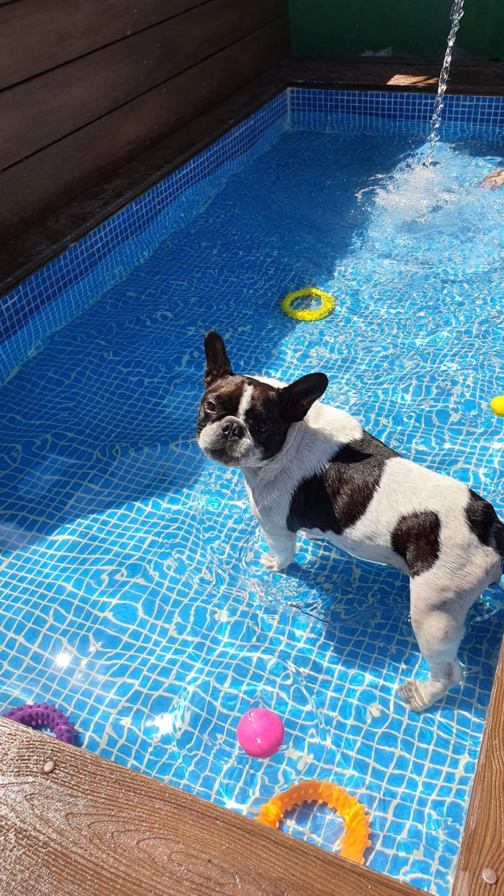 Pets in Pousada Pura Vida Maresias