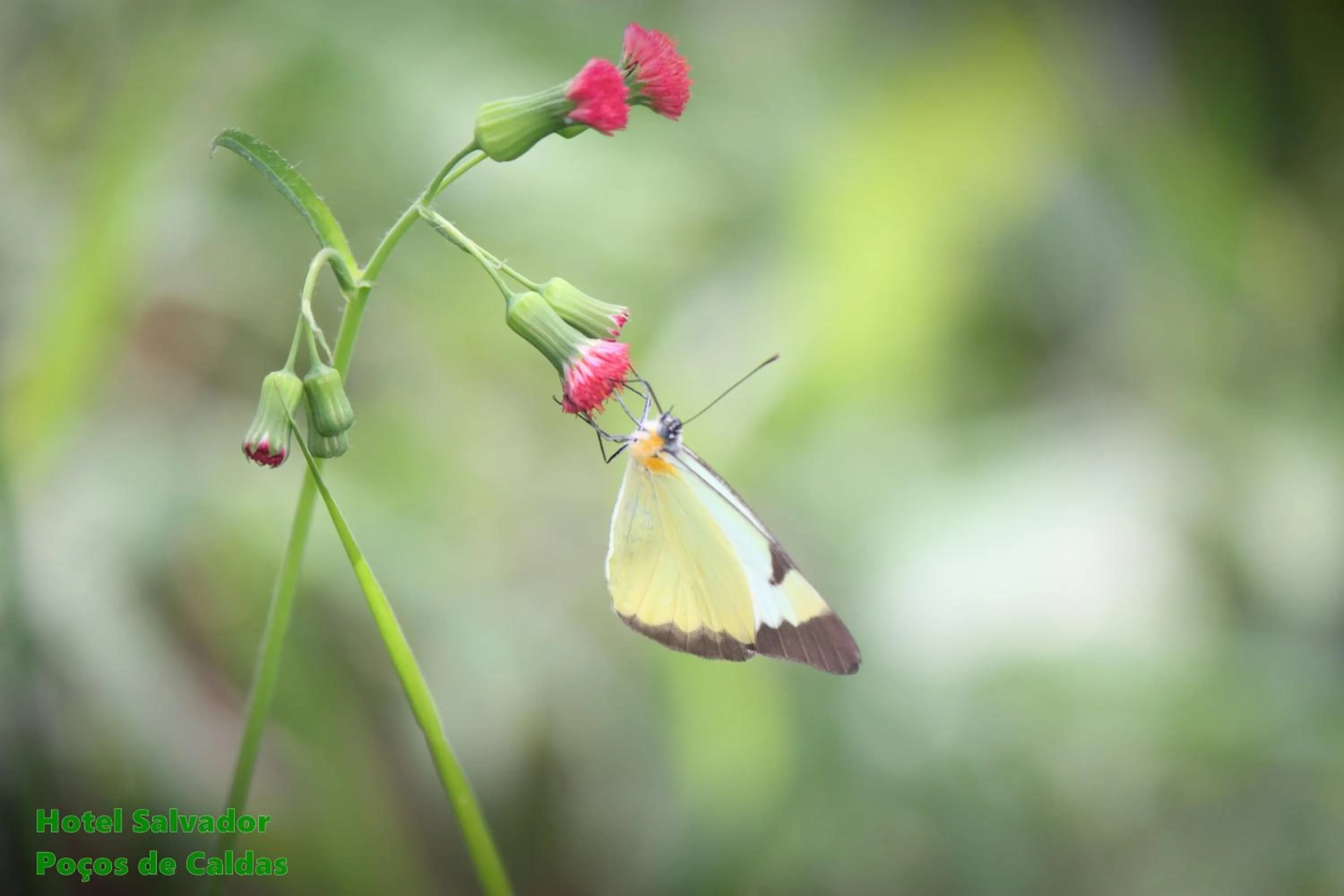 Animals in Hotel Salvador