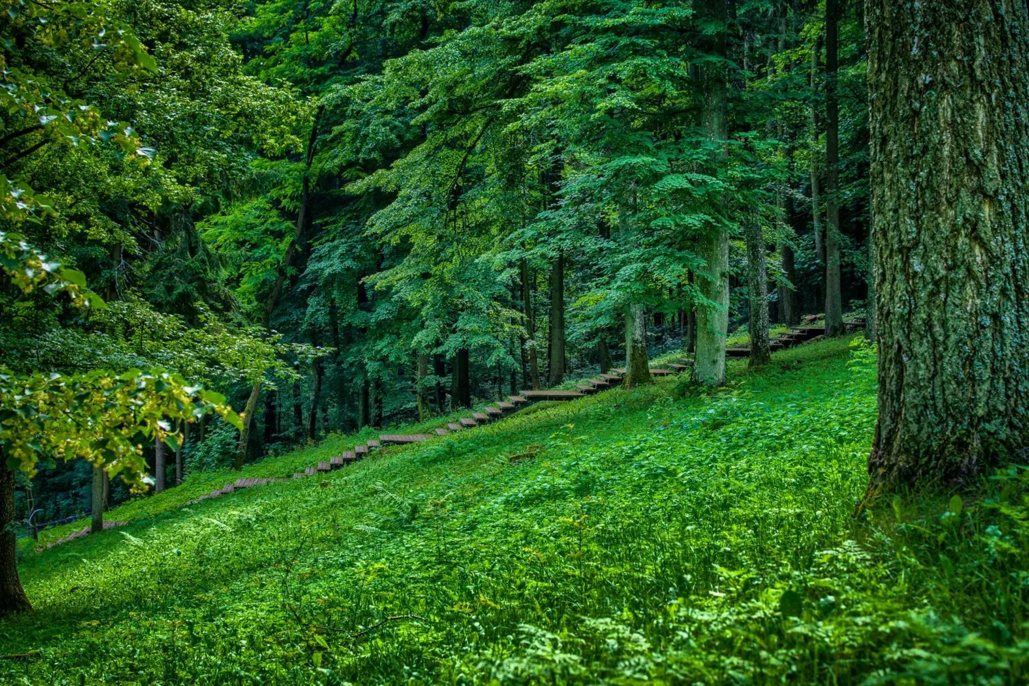 Natural landscape in Enklawa Mikołajki