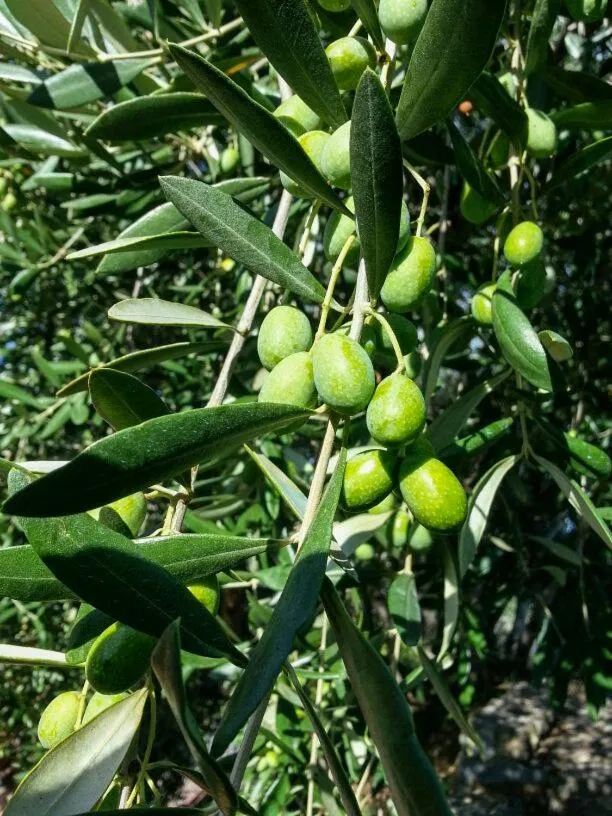 On site in La cicala stonata