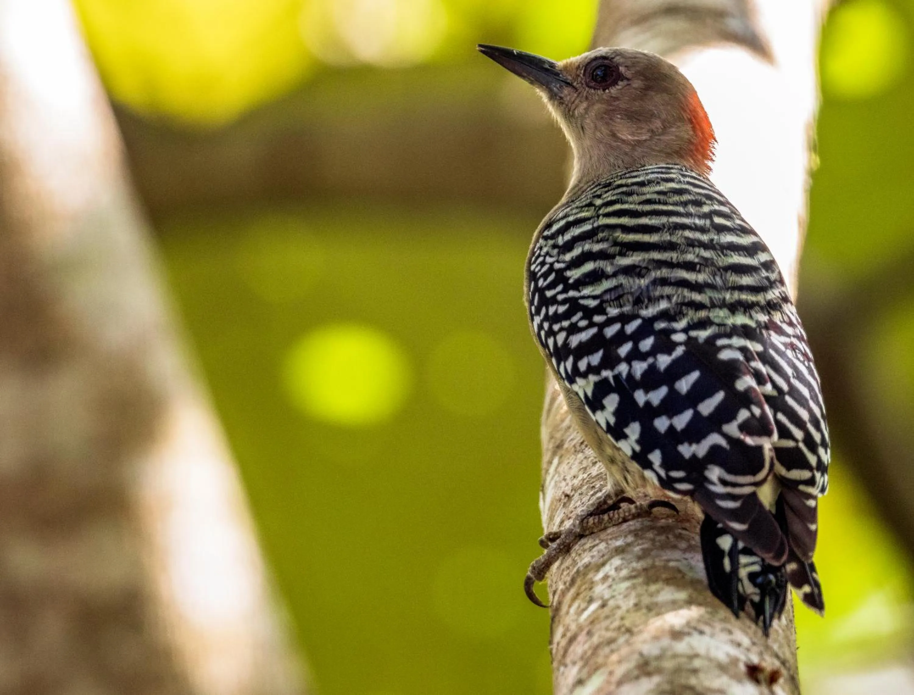 Animals in Summit Rainforest Golf Resort & All Inclusive