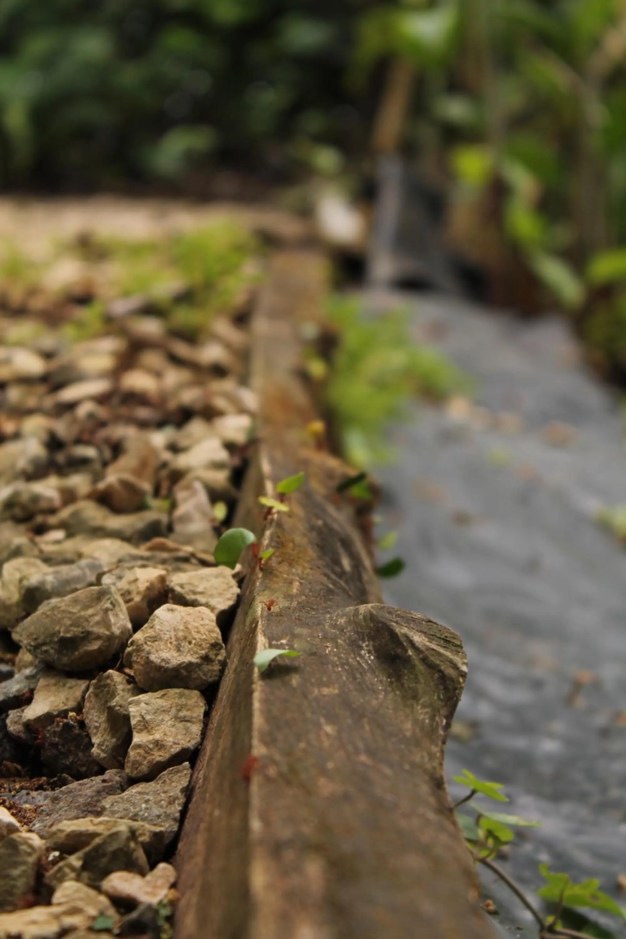 Activities in Summit Rainforest Golf Resort & All Inclusive