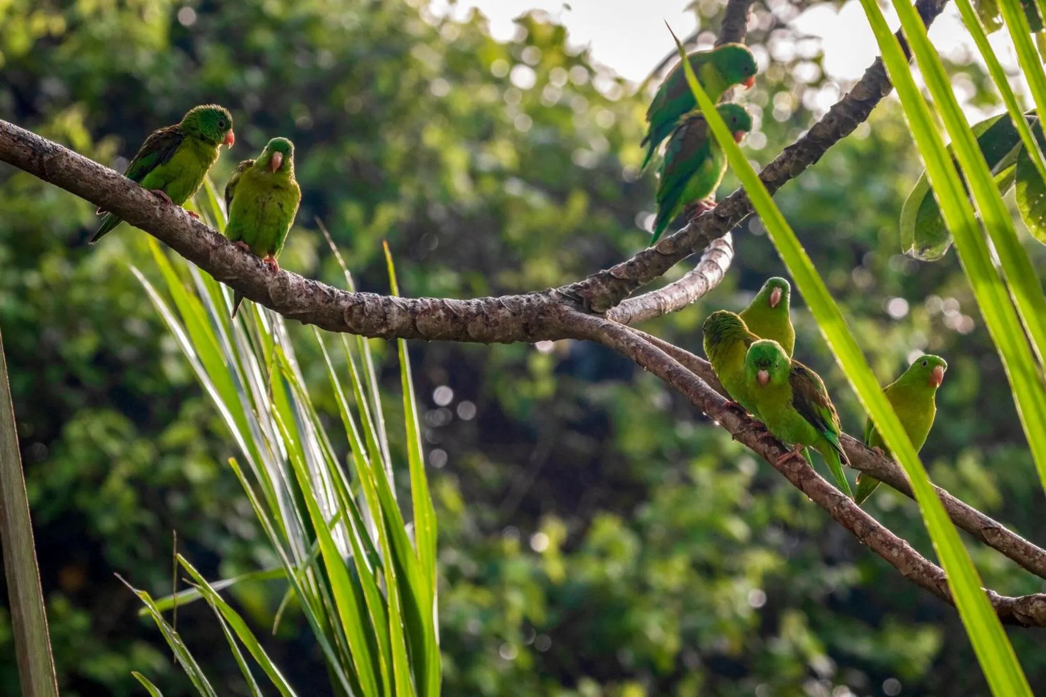 Animals in Summit Rainforest Golf Resort & All Inclusive