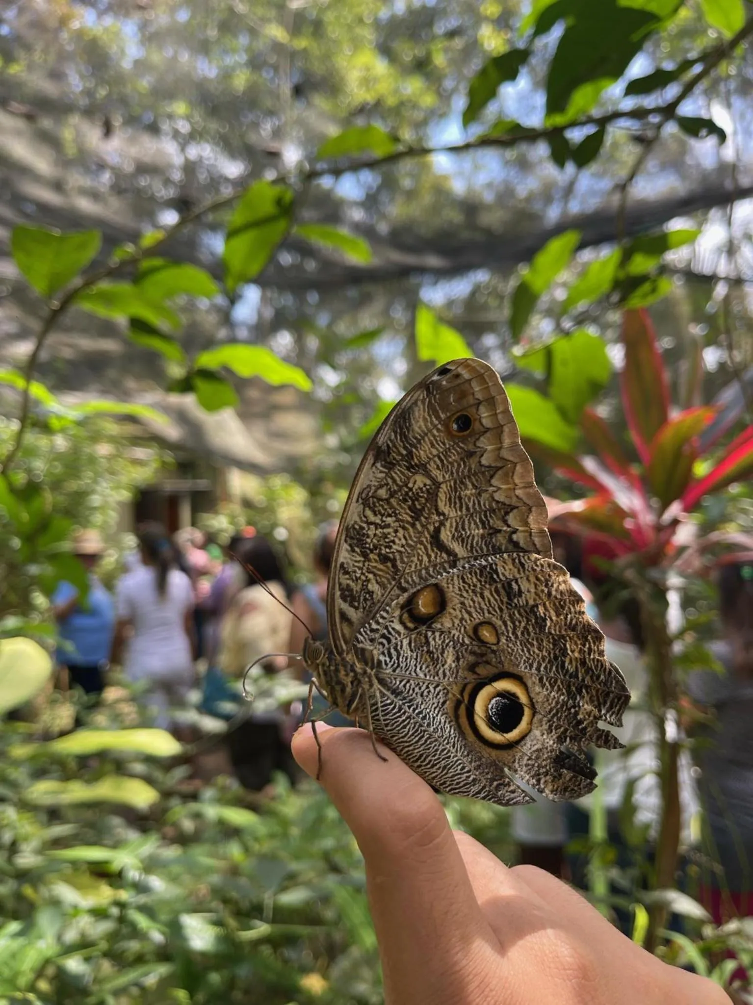 Other in Summit Rainforest Golf Resort & All Inclusive