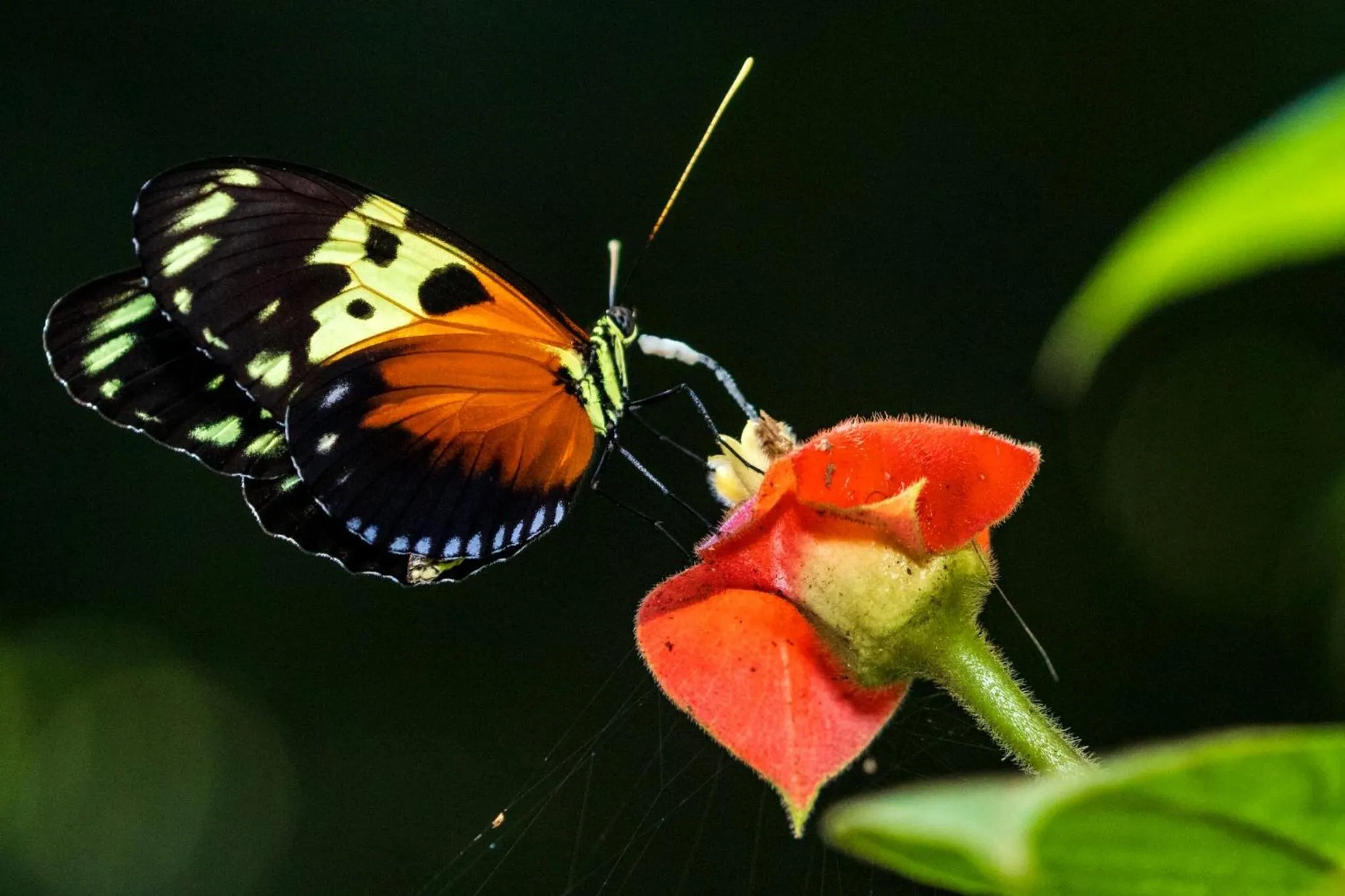 Activities in Summit Rainforest Golf Resort & All Inclusive