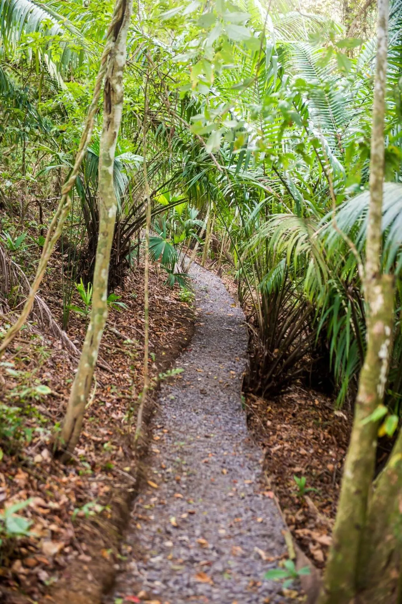 Hiking in Summit Rainforest Golf Resort & All Inclusive