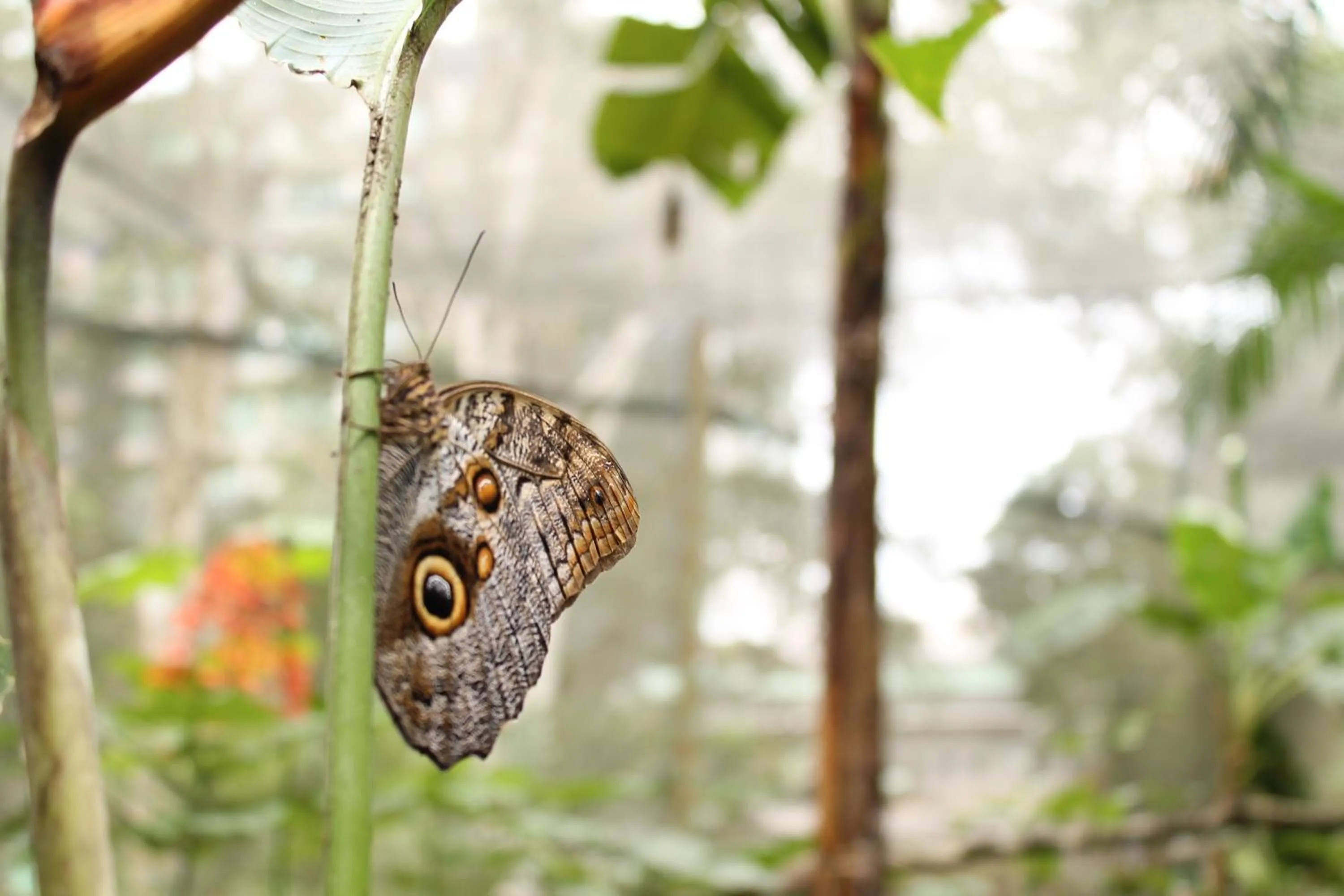 Balcony/Terrace in Summit Rainforest Golf Resort & All Inclusive