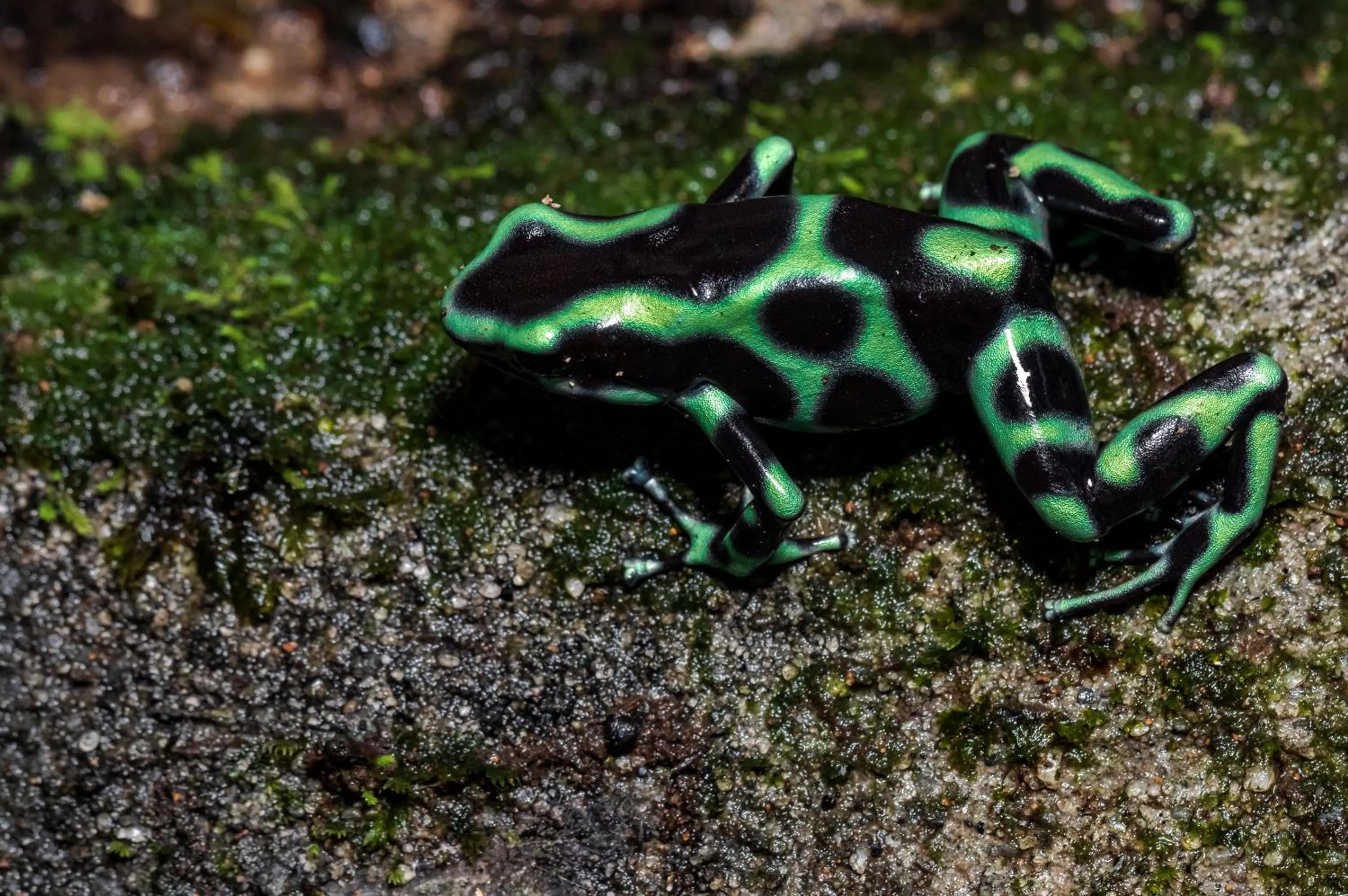 Animals in Summit Rainforest Golf Resort & All Inclusive