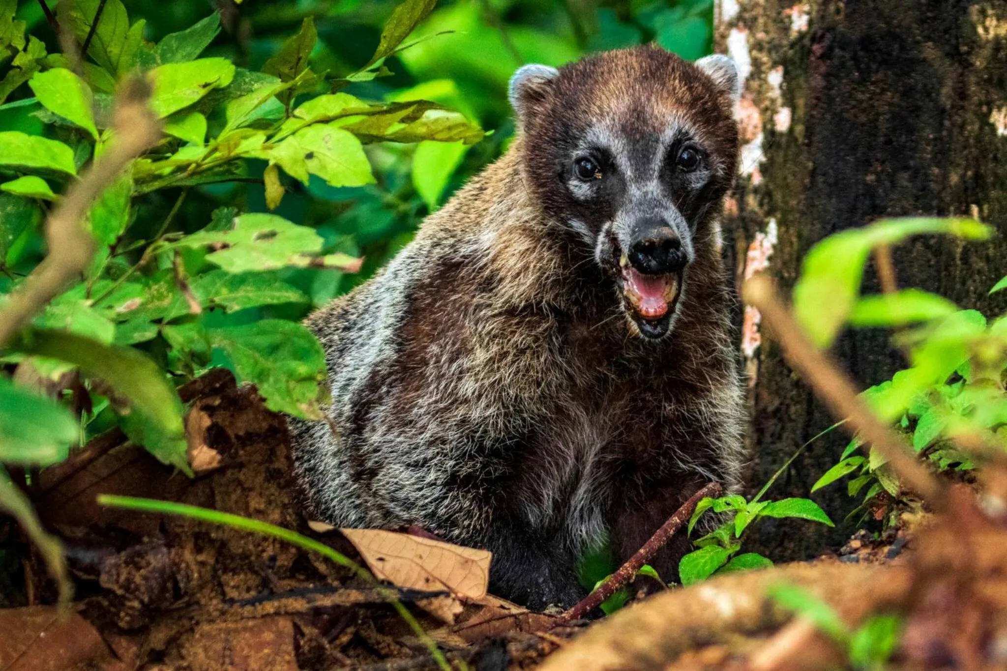 Day in Summit Rainforest Golf Resort & All Inclusive