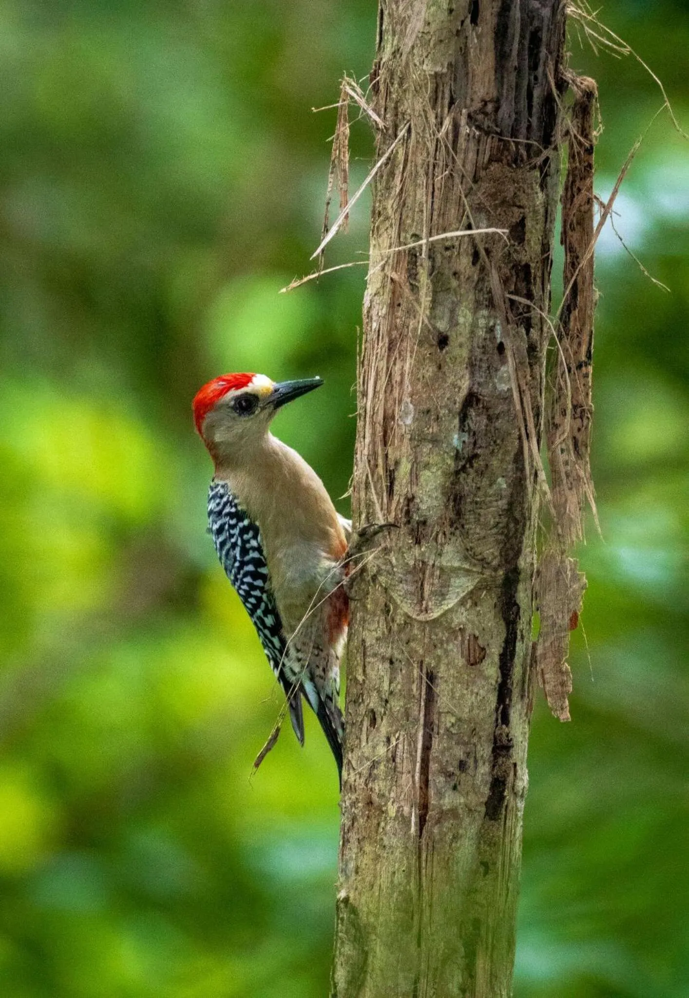 Animals in Summit Rainforest Golf Resort & All Inclusive