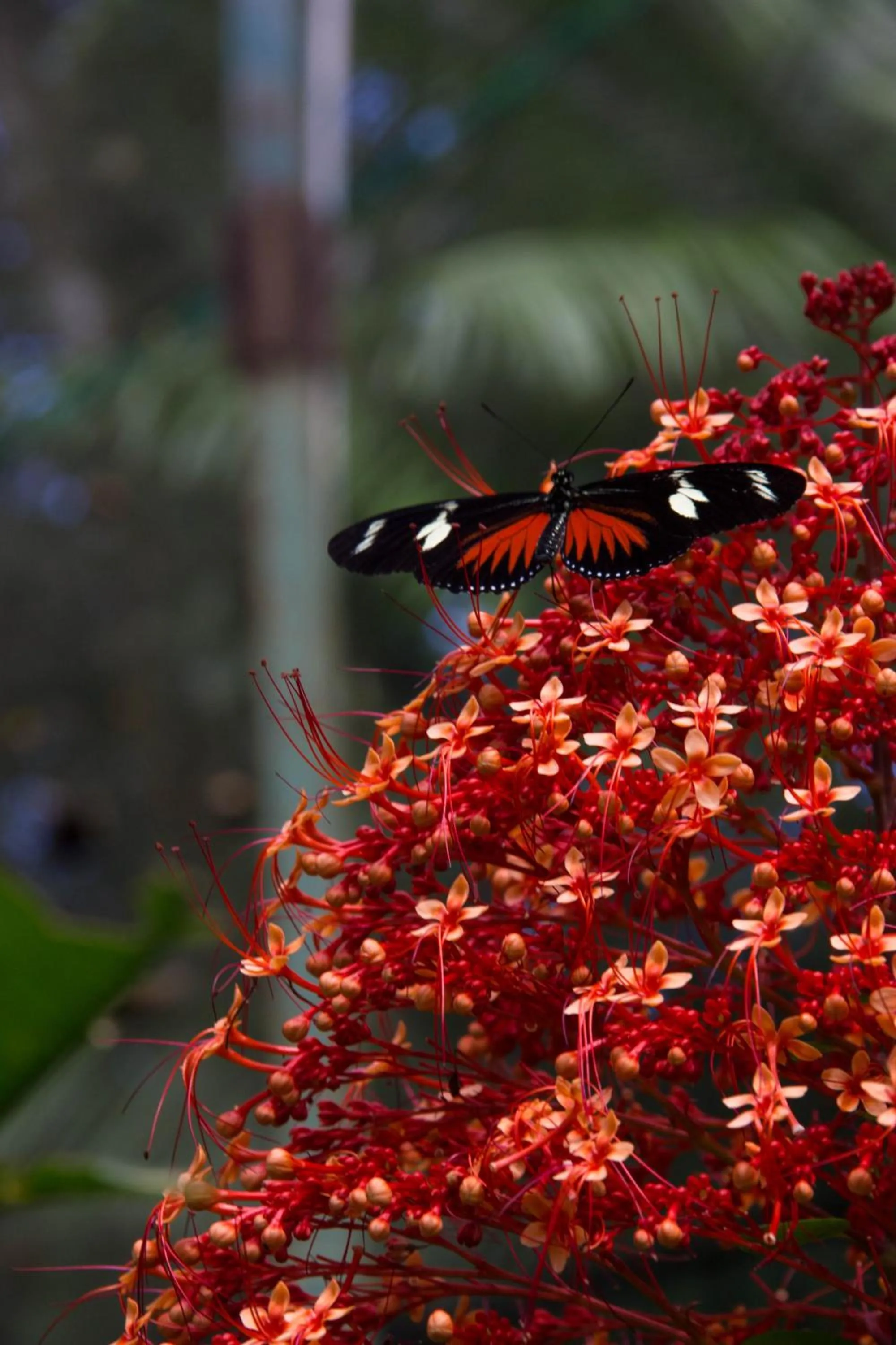 View (from property/room) in Summit Rainforest Golf Resort & All Inclusive